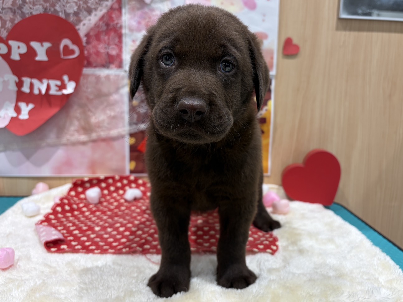 福島県のラブラドールレトリーバー (ペッツワン会津若松店/2025年12月13日生まれ/男の子/チョコレート)の子犬の1枚目の画像