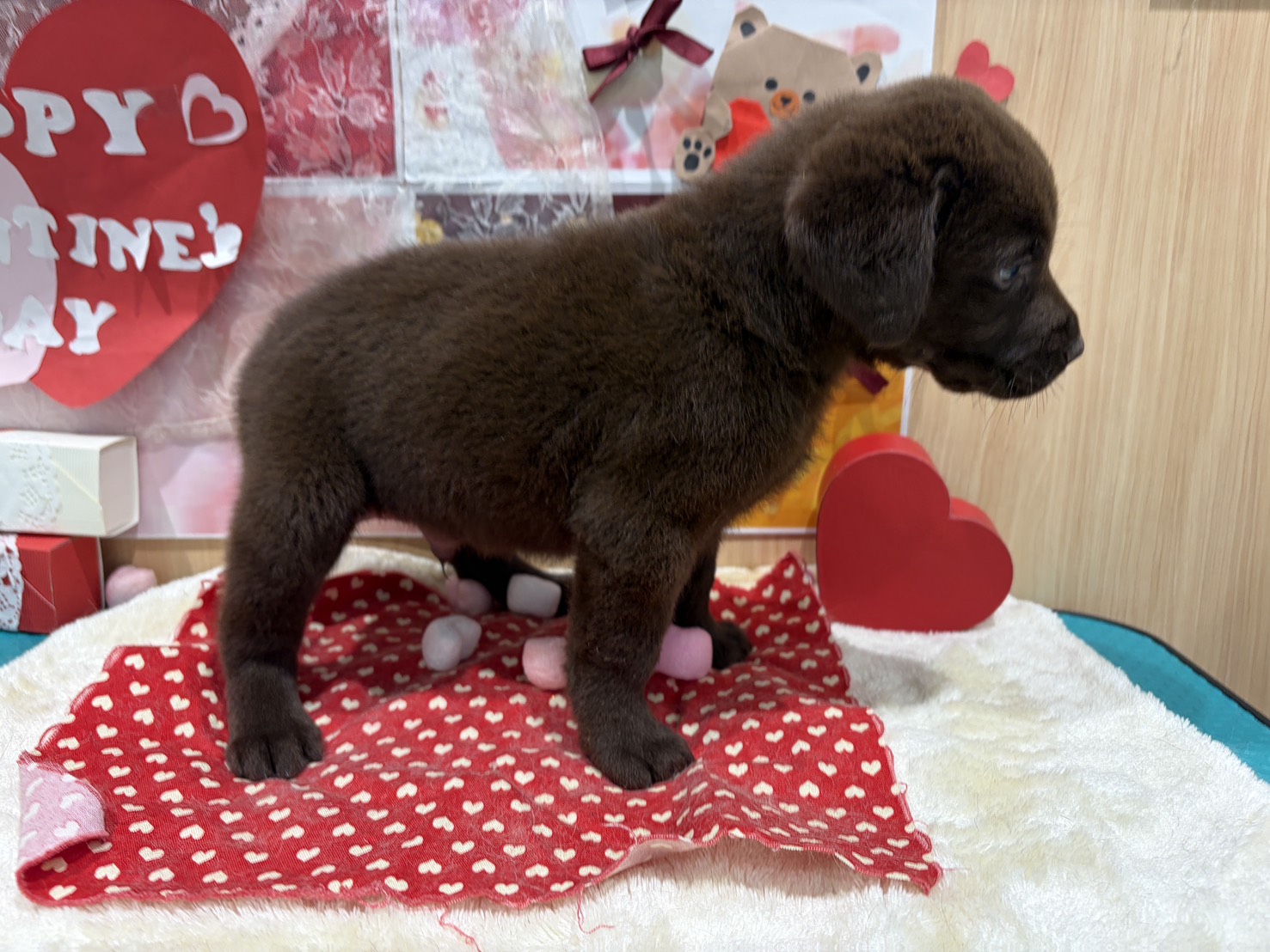 福島県のラブラドールレトリーバー (ペッツワン会津若松店/2025年12月13日生まれ/男の子/チョコレート)の子犬の3枚目の画像