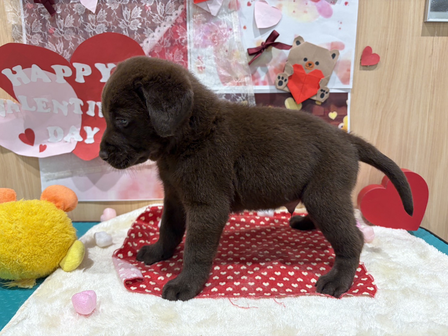 福島県のラブラドールレトリーバー (ペッツワン会津若松店/2025年12月13日生まれ/男の子/チョコレート)の子犬の2枚目の画像