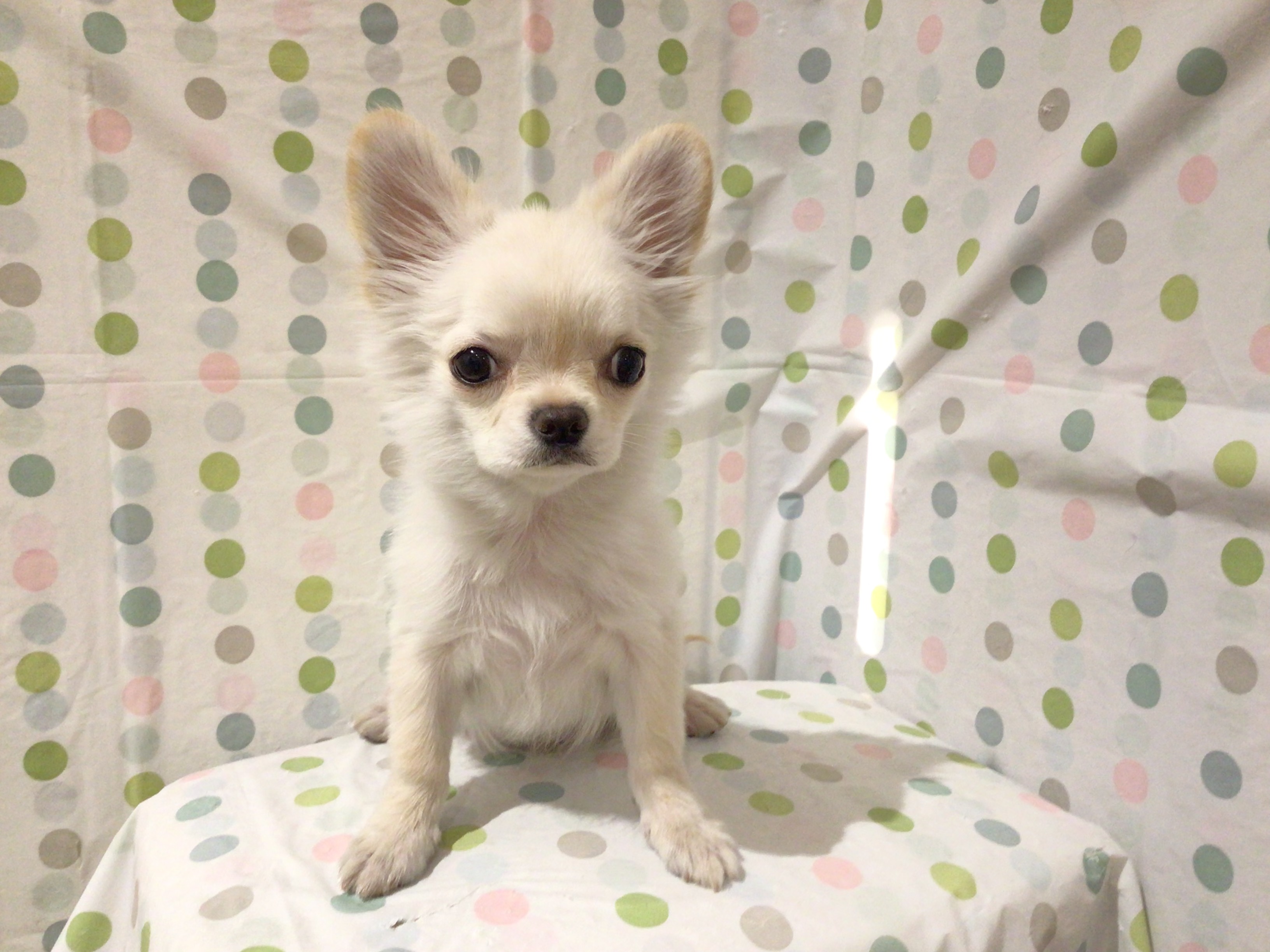 茨城県のチワワ(ロング) (ペッツワン高萩店/2025年10月13日生まれ/男の子/クリーム)の子犬の3枚目の画像