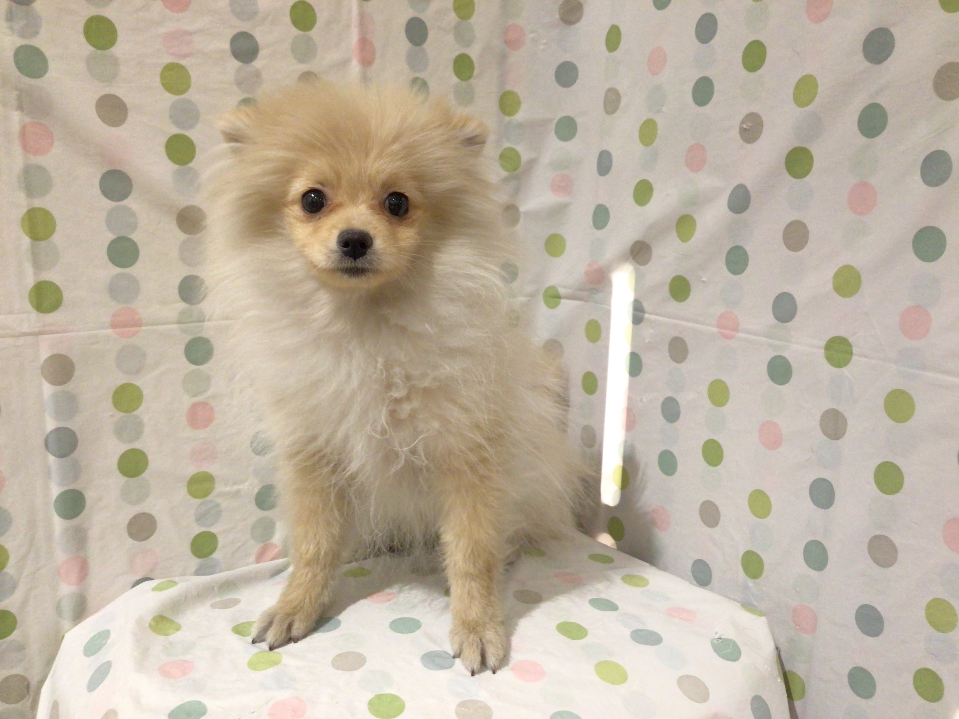 茨城県のポメラニアン (ペッツワン高萩店/2025年9月7日生まれ/男の子/クリーム)の子犬の3枚目の画像