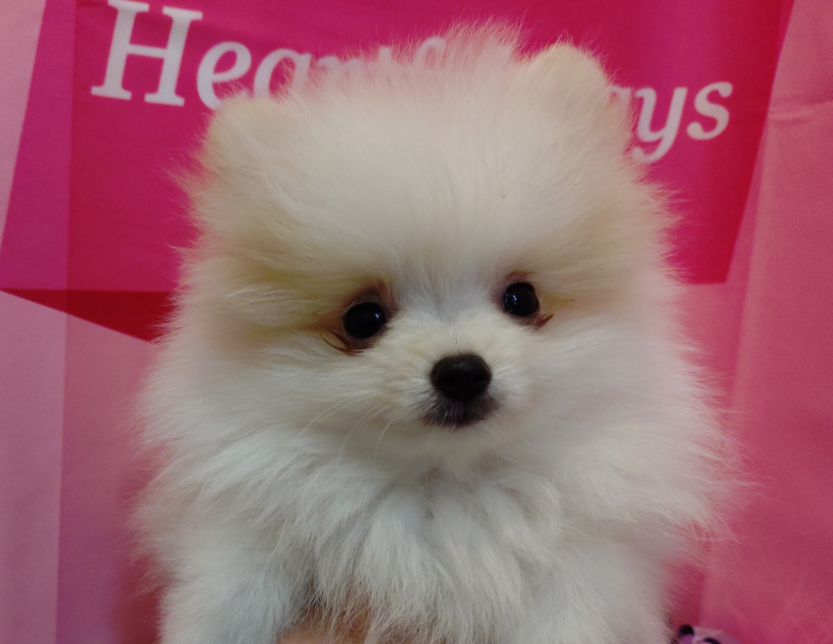 岐阜県のポメラニアン (ペッツワン関店/2025年11月25日生まれ/男の子/パーティーカラー)の子犬