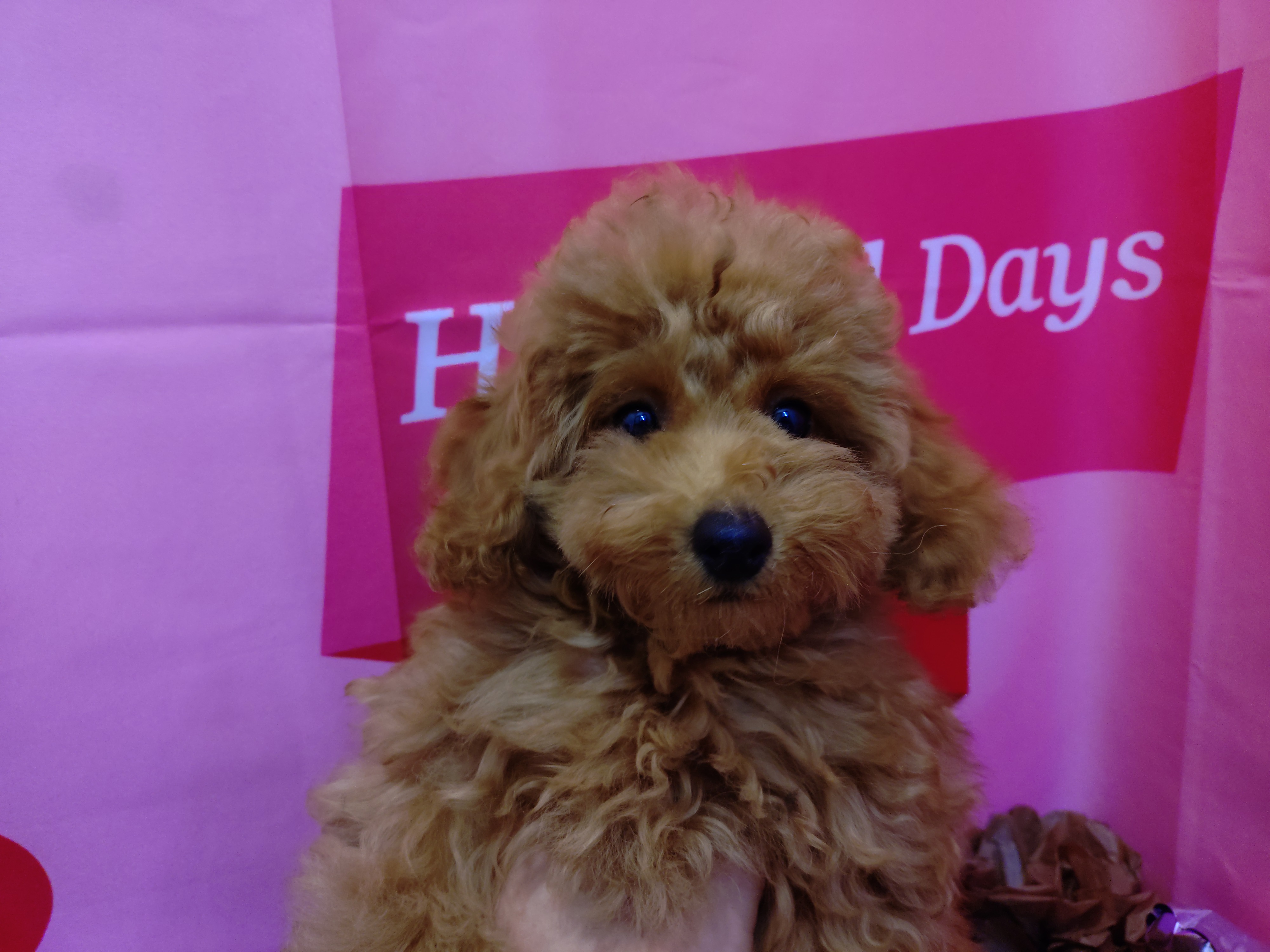 岐阜県のトイプードル(トイ) (ペッツワン関店/2025年11月5日生まれ/女の子/アプリコット)の子犬