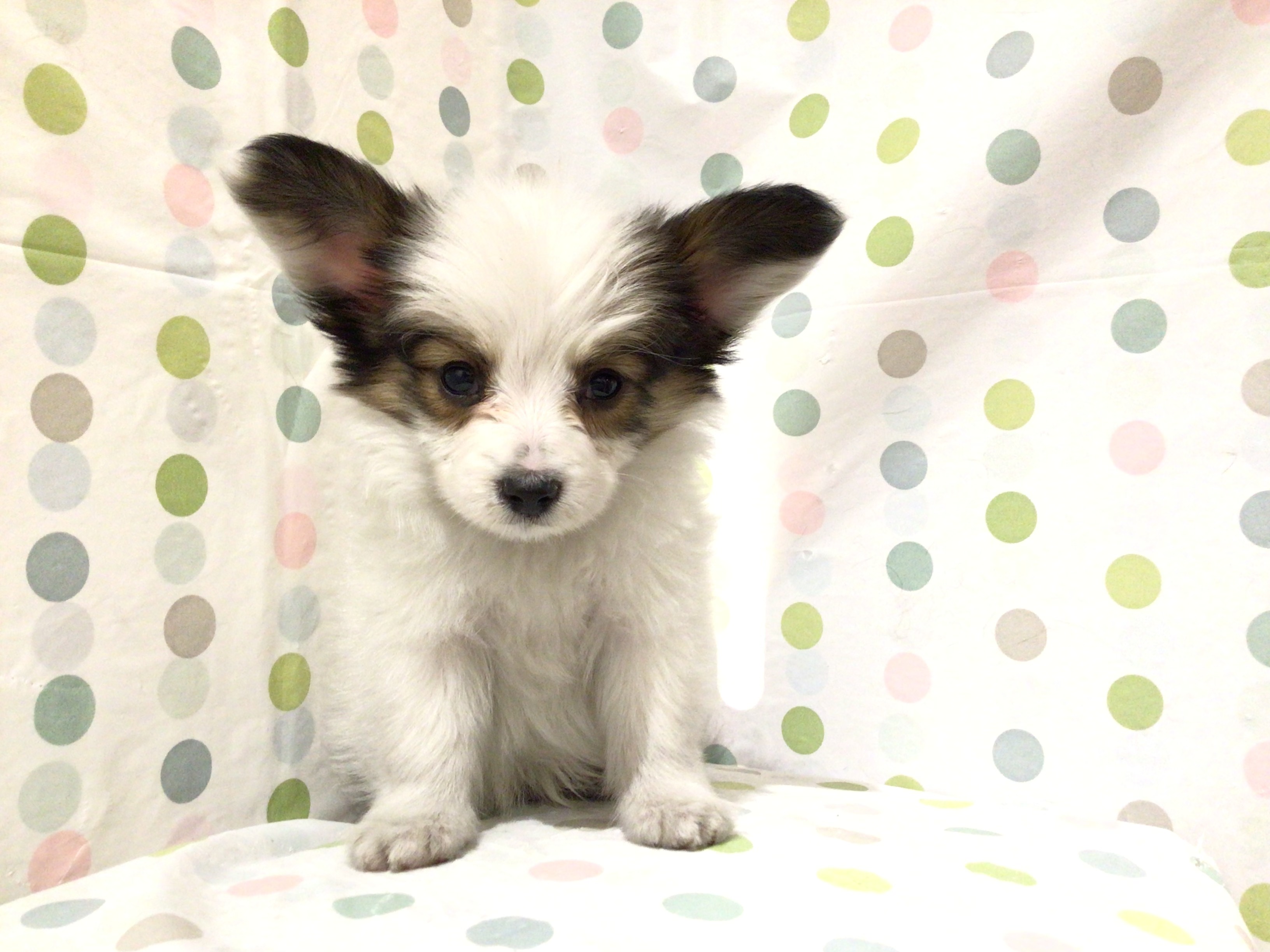 茨城県のパピヨン (ペッツワン高萩店/2025年12月8日生まれ/男の子/ホワイトブラウン)の子犬