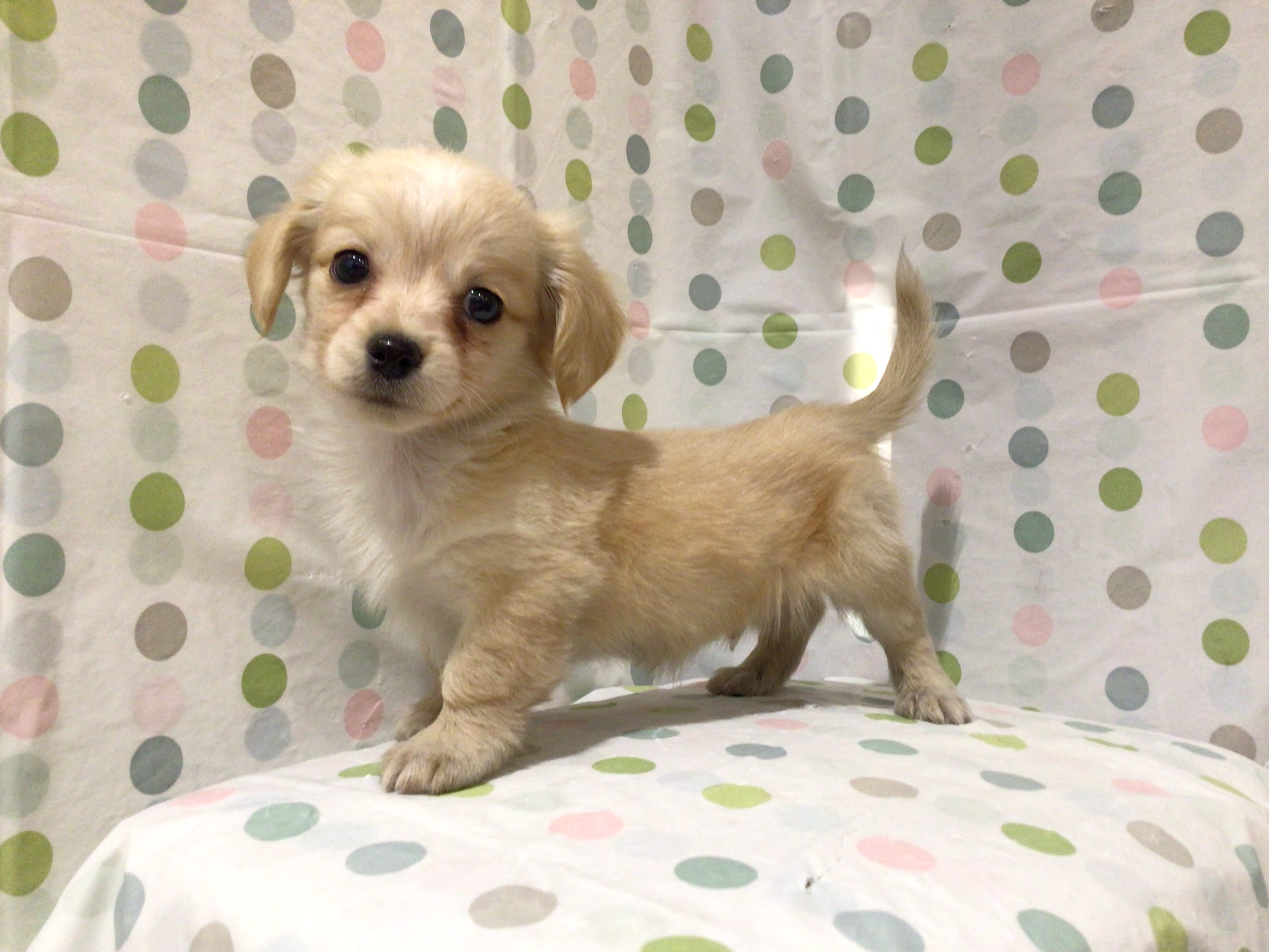 茨城県のハーフ犬・ミックス犬 (ペッツワン高萩店/2025年12月8日生まれ/男の子/クリームホワイト)の子犬