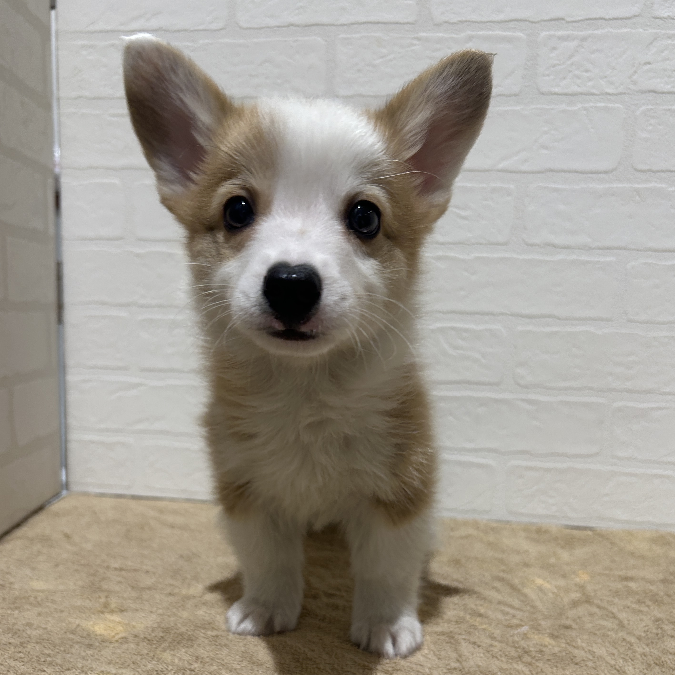 愛知県のウェルシュコーギーペンブローク (ペッツワン常滑店/2025年12月12日生まれ/男の子/レッドホワイト)の子犬