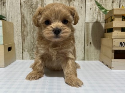 静岡県のハーフ犬・ミックス犬 (ペッツワン浜松都田テクノ店/2025年12月11日生まれ/女の子/アプリコット)の子犬