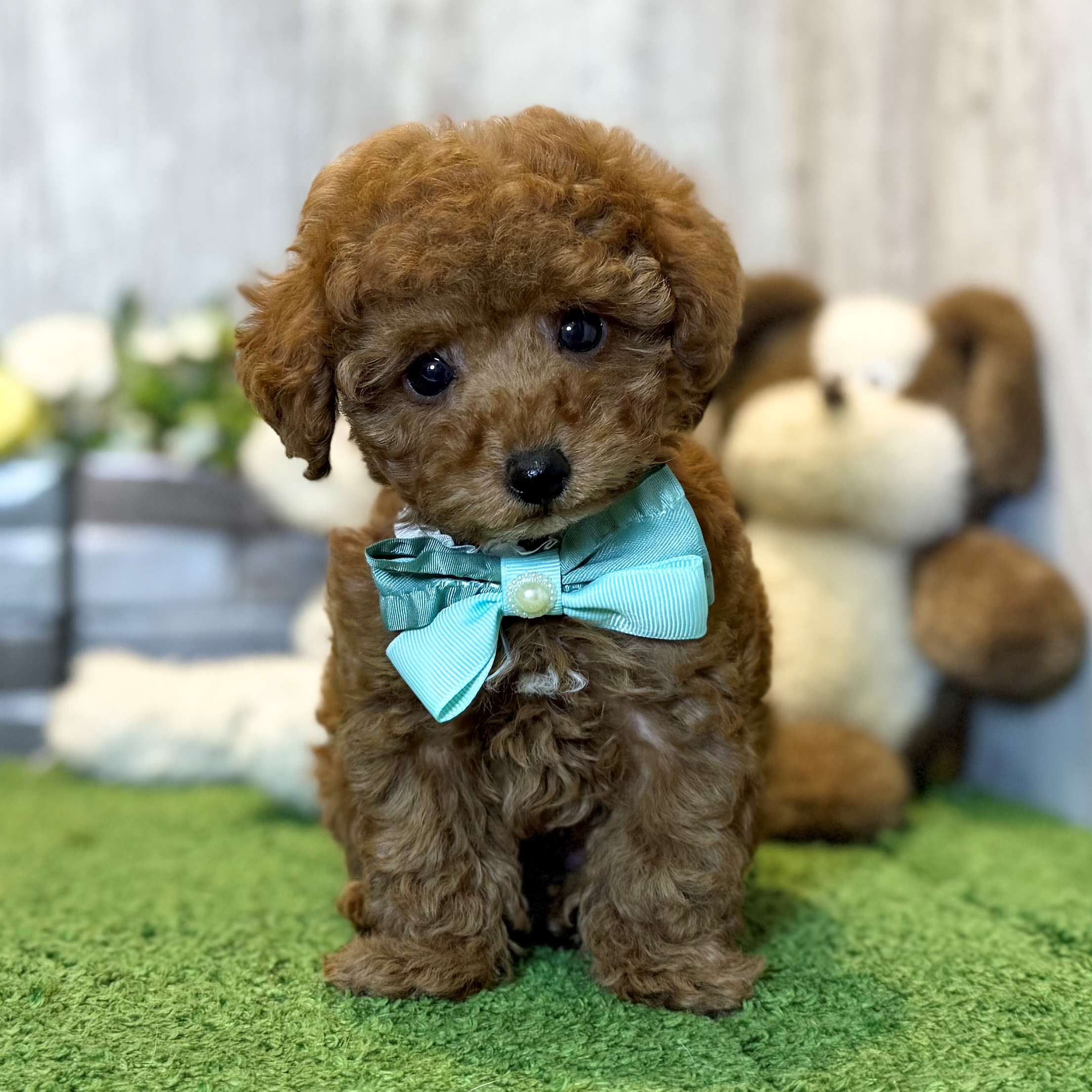 兵庫県のトイプードル(トイ) (ペッツワン姫路大津店/2025年12月10日生まれ/男の子/レッドフォーン)の子犬