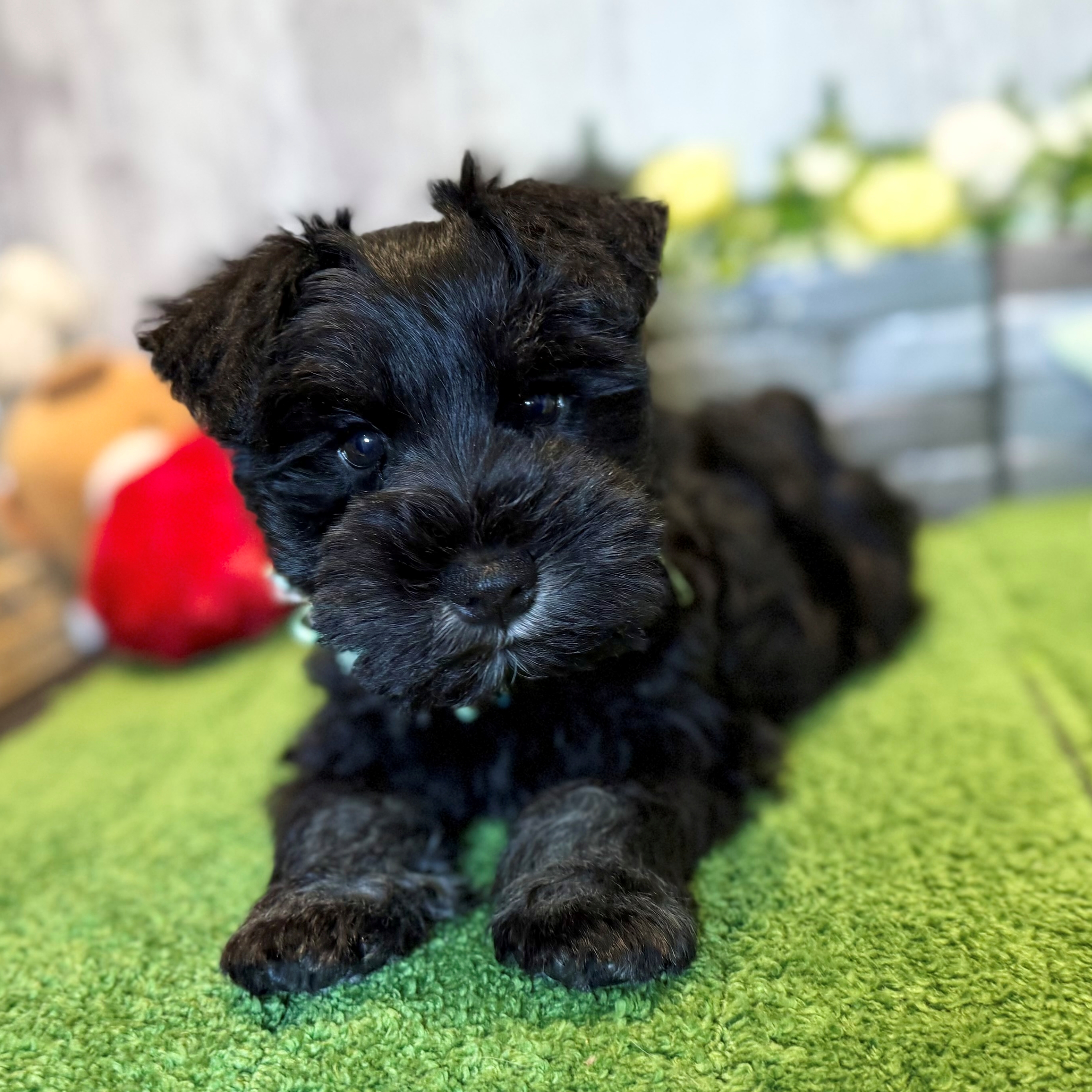 兵庫県のミニチュアシュナウザー (ペッツワン姫路大津店/2025年12月7日生まれ/男の子/ブラックシルバー)の子犬の3枚目の画像