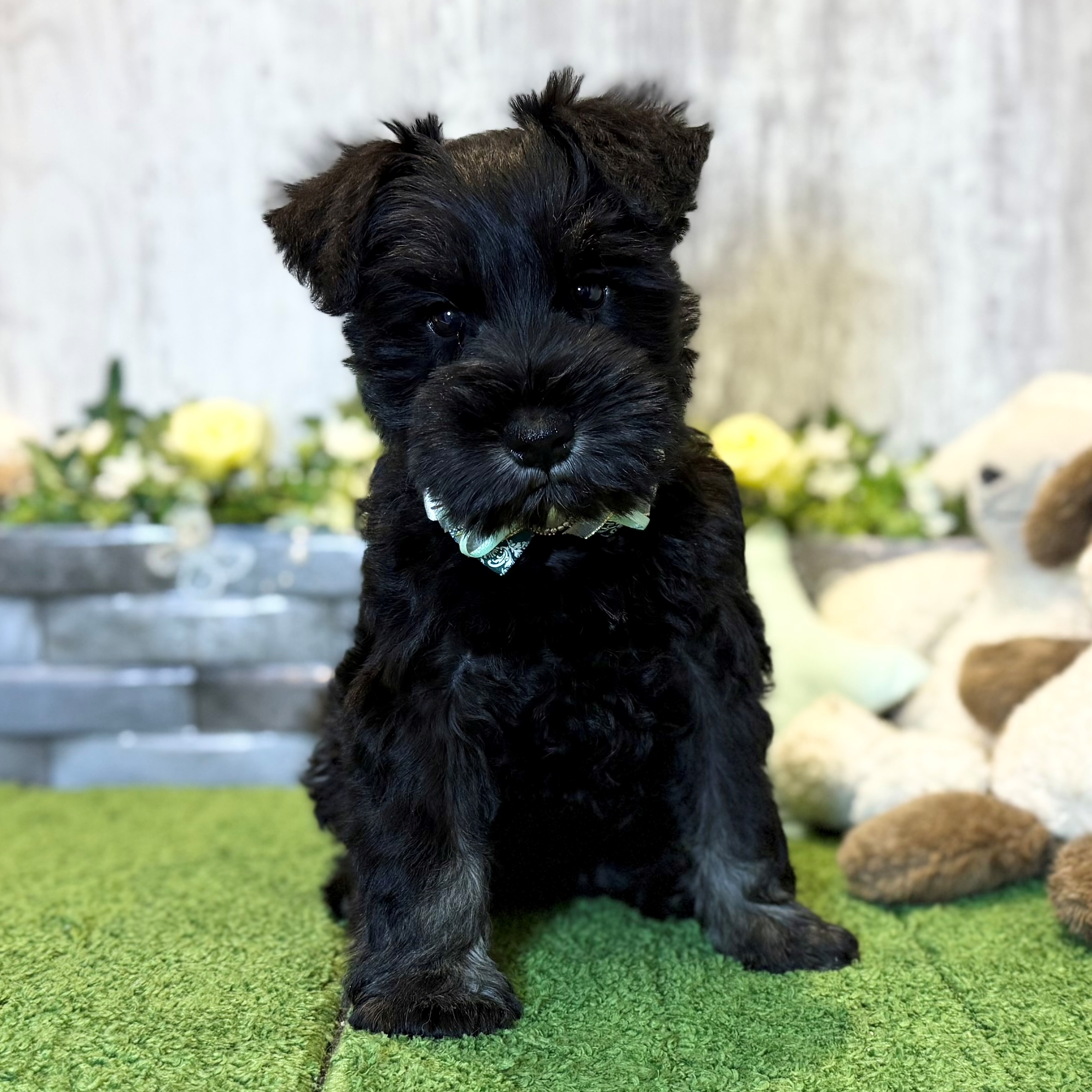 兵庫県のミニチュアシュナウザー (ペッツワン姫路大津店/2025年12月7日生まれ/男の子/ブラックシルバー)の子犬の1枚目の画像