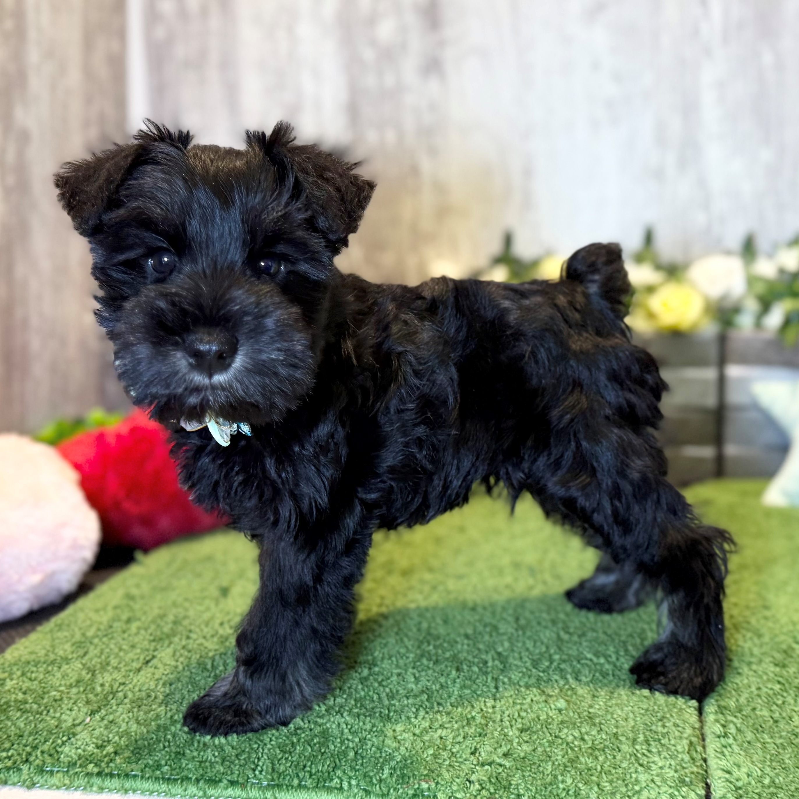 兵庫県のミニチュアシュナウザー (ペッツワン姫路大津店/2025年12月7日生まれ/男の子/ブラックシルバー)の子犬の2枚目の画像