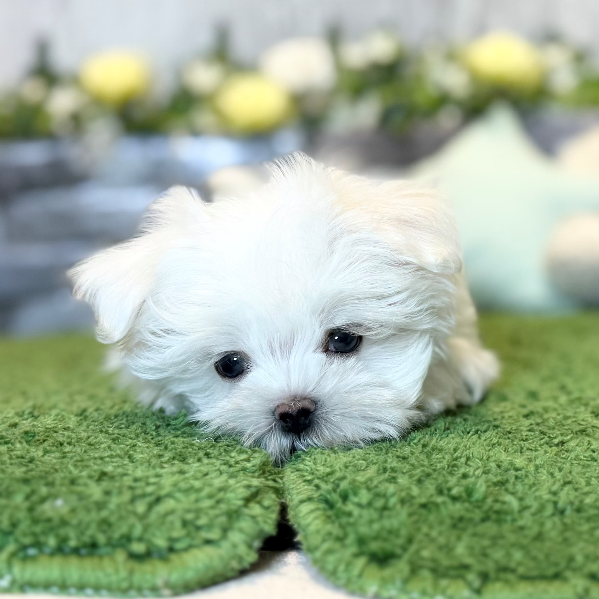 兵庫県のマルチーズ (ペッツワン姫路大津店/2025年12月6日生まれ/男の子/ホワイト)の子犬の3枚目の画像