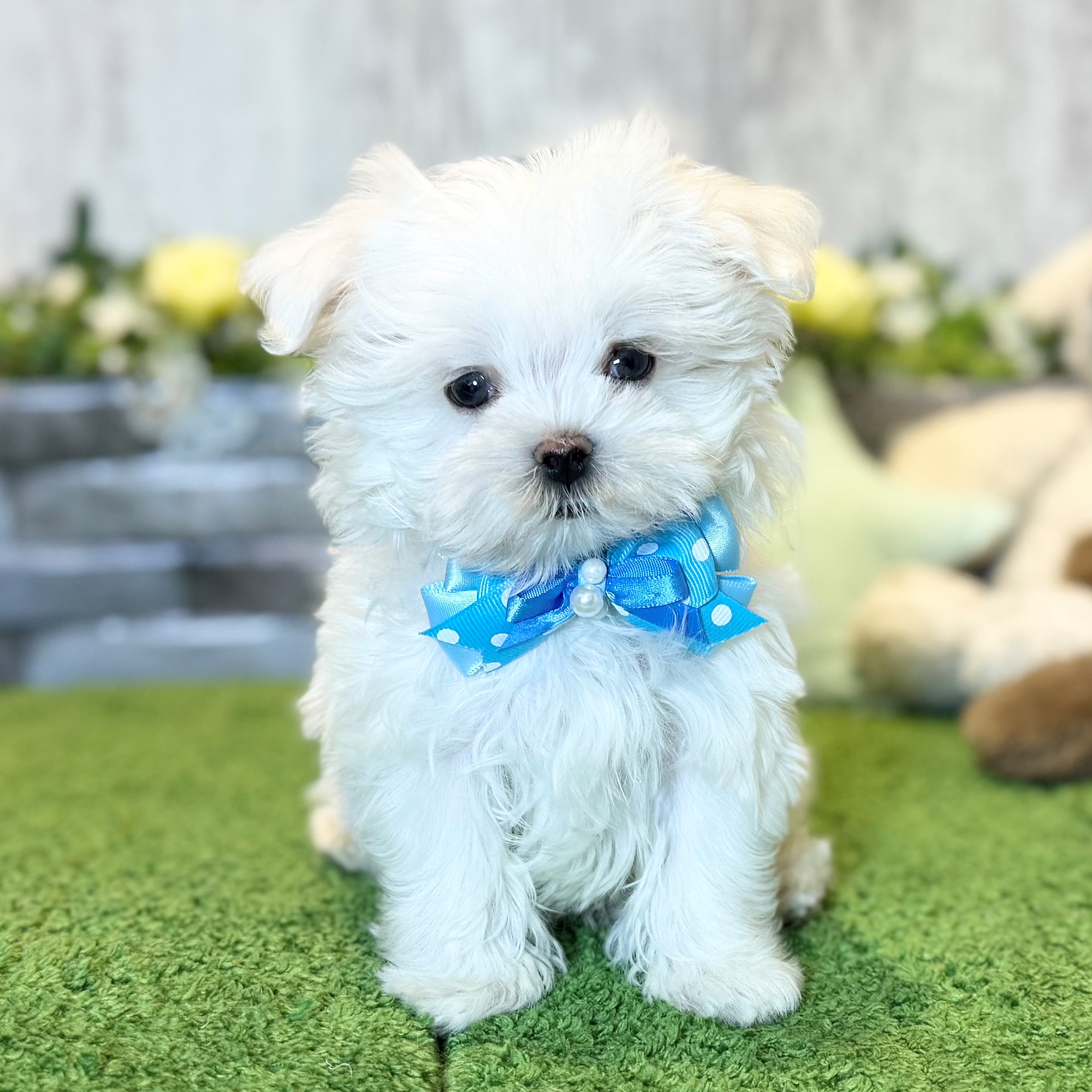 兵庫県のマルチーズ (ペッツワン姫路大津店/2025年12月6日生まれ/男の子/ホワイト)の子犬の1枚目の画像