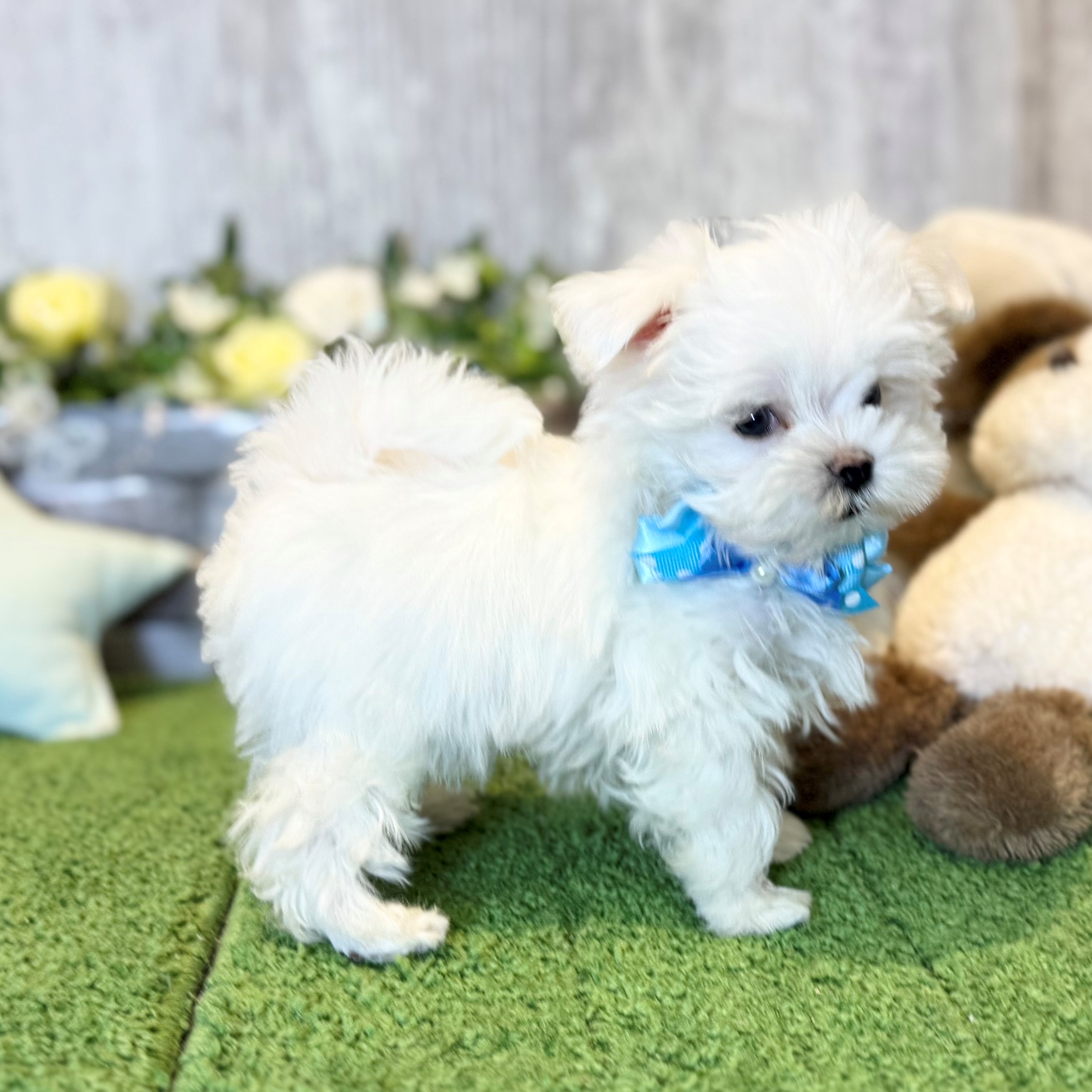 兵庫県のマルチーズ (ペッツワン姫路大津店/2025年12月6日生まれ/男の子/ホワイト)の子犬の2枚目の画像