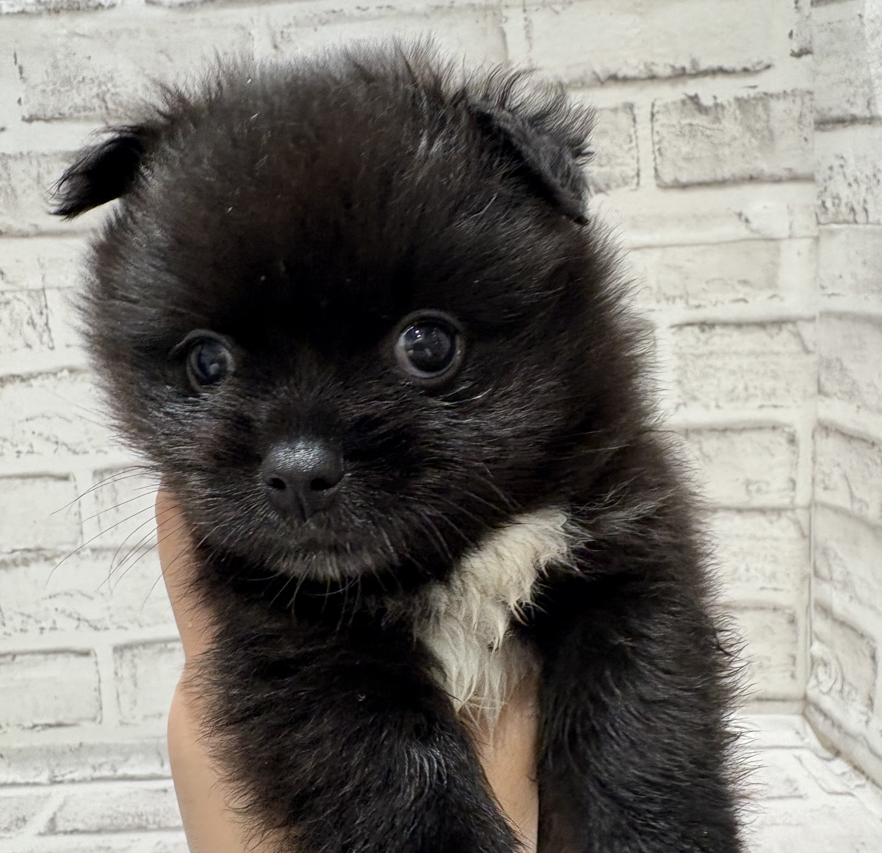 宮城県のハーフ犬・ミックス犬 (ペッツワン古川店/2025年12月4日生まれ/男の子/ブラックホワイト)の子犬の1枚目の画像