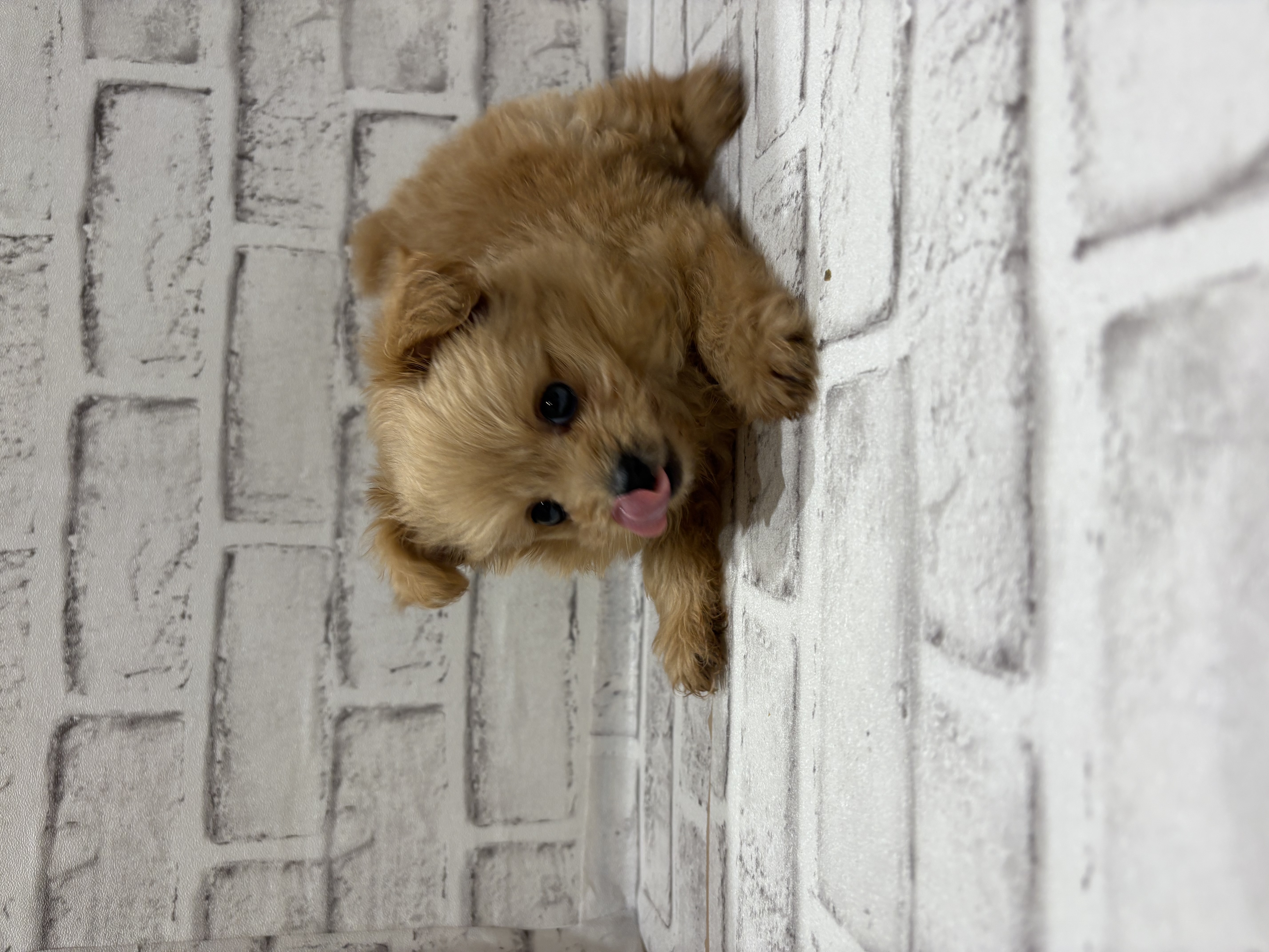 宮城県のハーフ犬・ミックス犬 (ペッツワン古川店/2025年11月27日生まれ/女の子/アプコット)の子犬の1枚目の画像