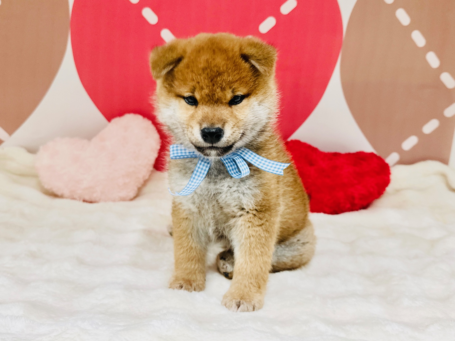 兵庫県の柴犬(標準サイズ) (ペッツワン神戸深江浜店/2025年12月10日生まれ/男の子/赤)の子犬