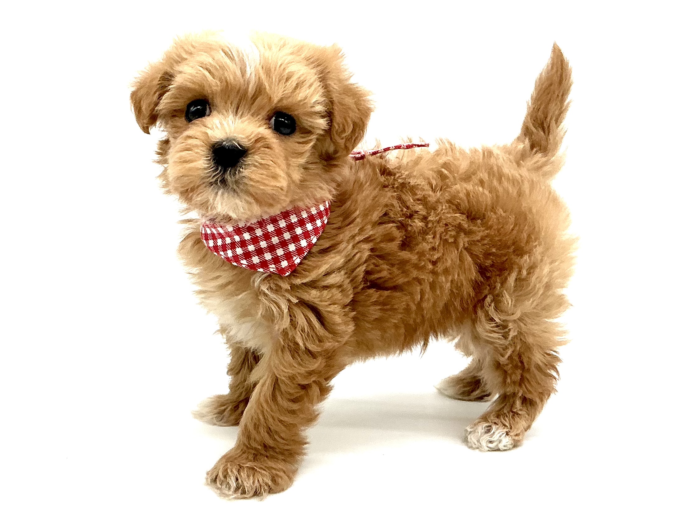 埼玉県のハーフ犬・ミックス犬 (ペッツワン鶴ヶ島店/2025年12月6日生まれ/男の子/アプリコット)の子犬の3枚目の画像