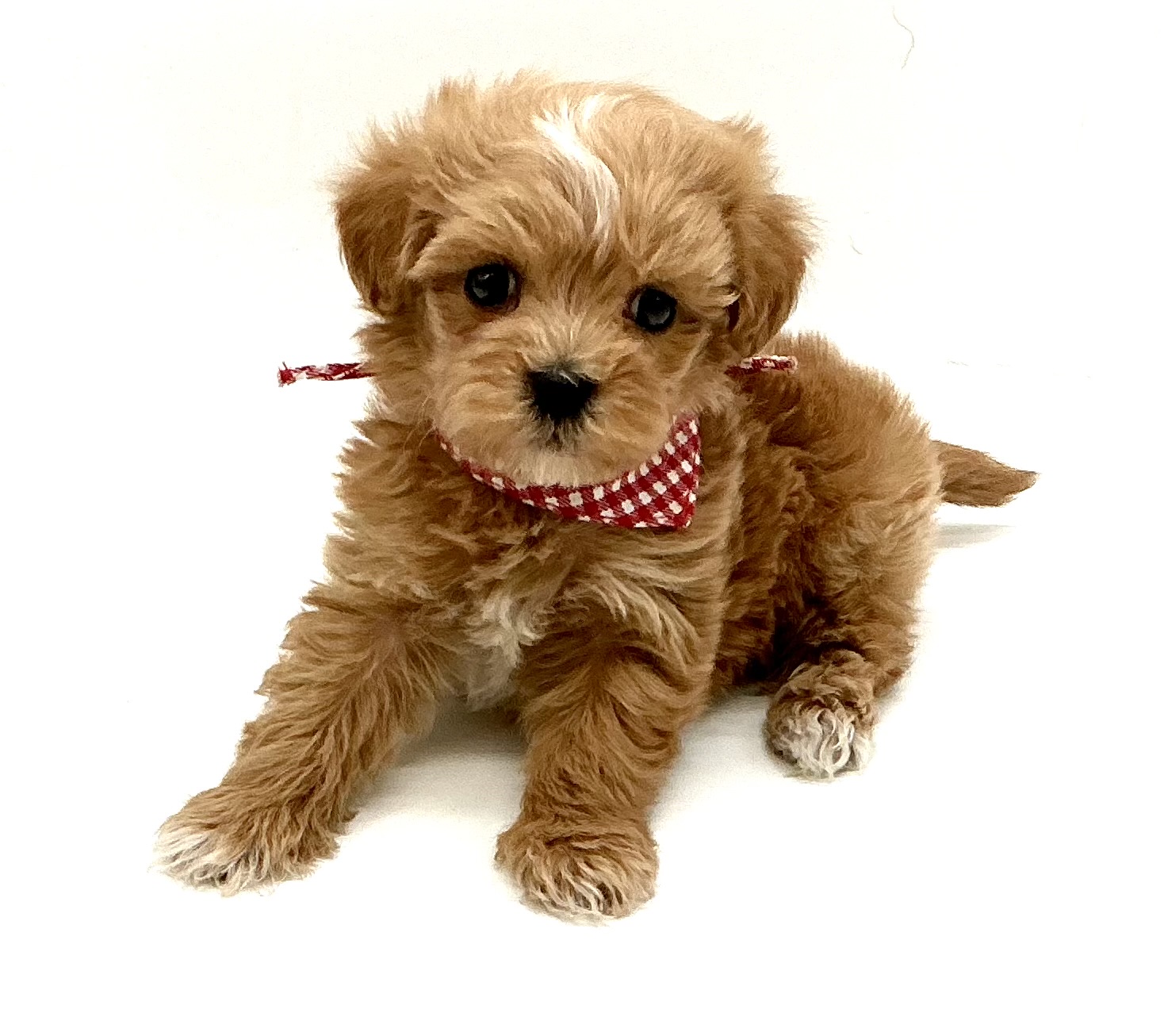 埼玉県のハーフ犬・ミックス犬 (ペッツワン鶴ヶ島店/2025年12月6日生まれ/男の子/アプリコット)の子犬