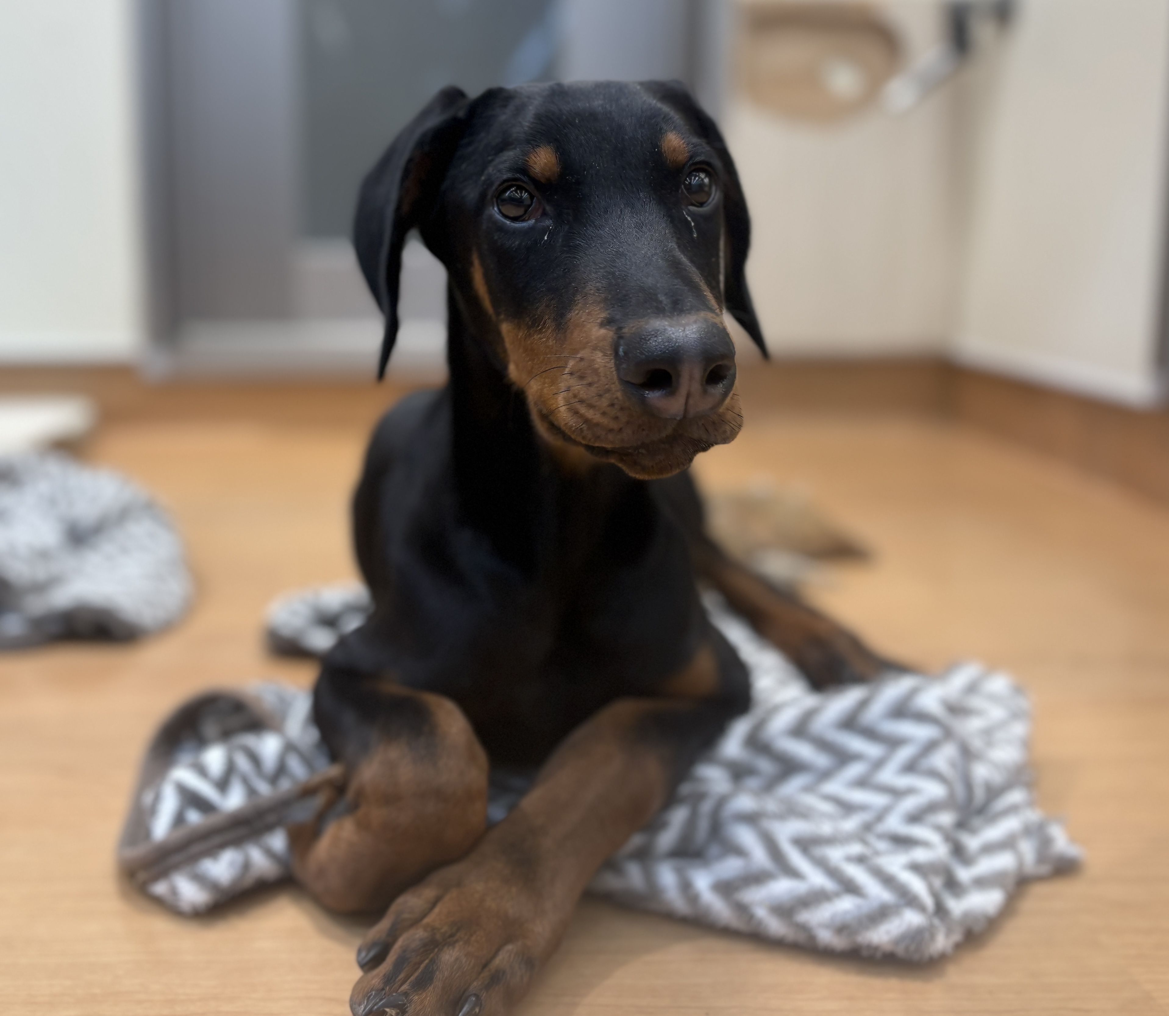 千葉県のドーベルマン (ペッツワン八街店/2025年10月10日生まれ/男の子/ブラックタン)の子犬の1枚目の画像