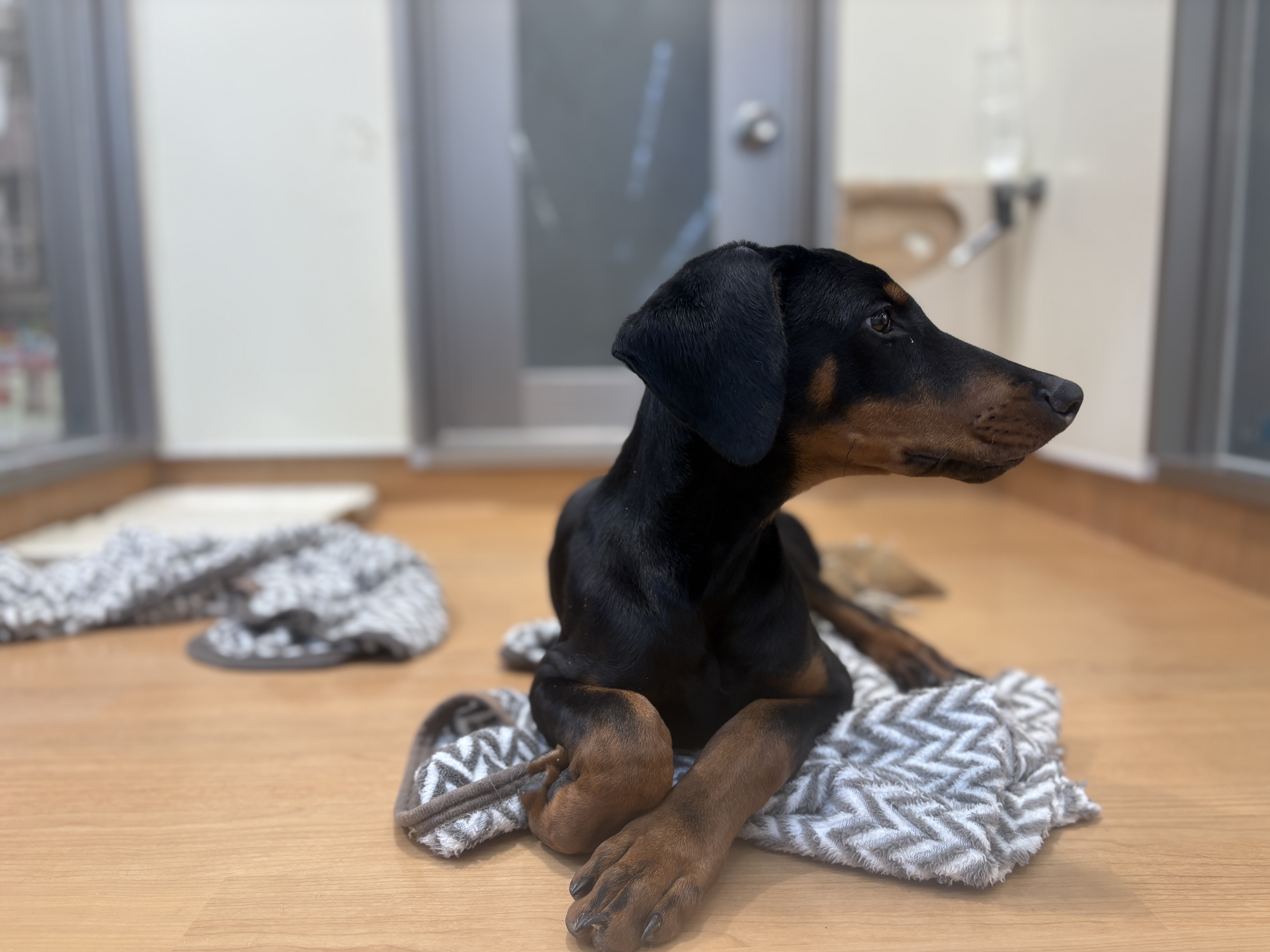 千葉県のドーベルマン (ペッツワン八街店/2025年10月10日生まれ/男の子/ブラックタン)の子犬の2枚目の画像