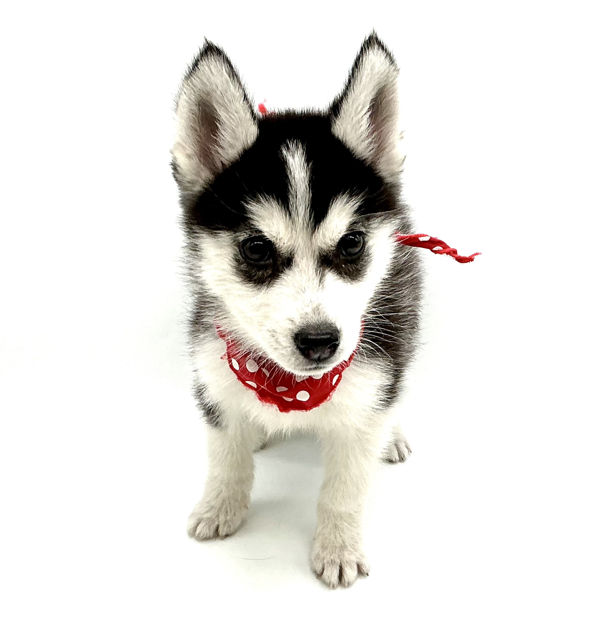 埼玉県のシベリアンハスキー (ペッツワン鶴ヶ島店/2025年12月16日生まれ/女の子/ブラックホワイト)の子犬の1枚目の画像