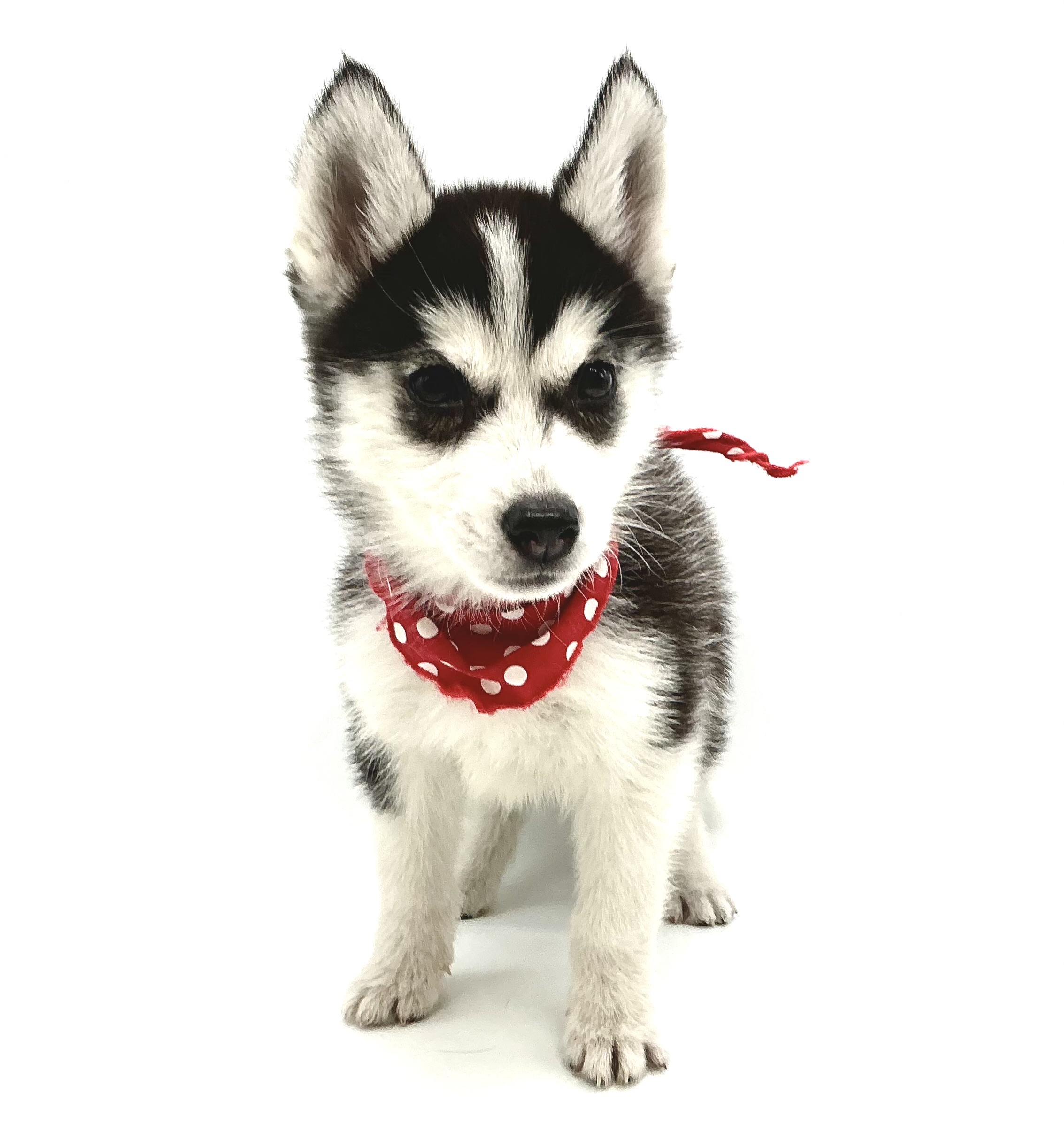 埼玉県のシベリアンハスキー (ペッツワン鶴ヶ島店/2025年12月16日生まれ/女の子/ブラックホワイト)の子犬の3枚目の画像