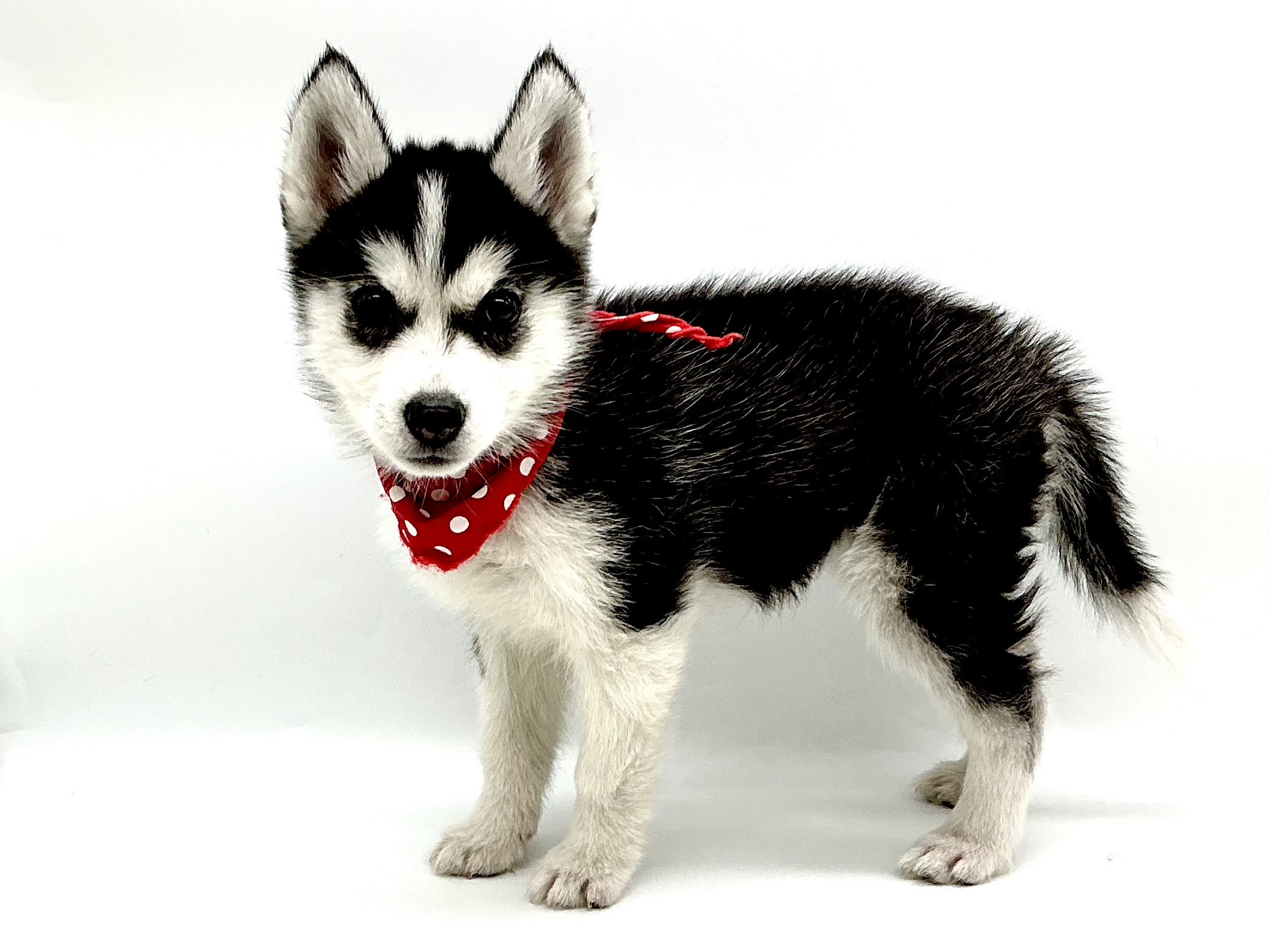 埼玉県のシベリアンハスキー (ペッツワン鶴ヶ島店/2025年12月16日生まれ/女の子/ブラックホワイト)の子犬の2枚目の画像