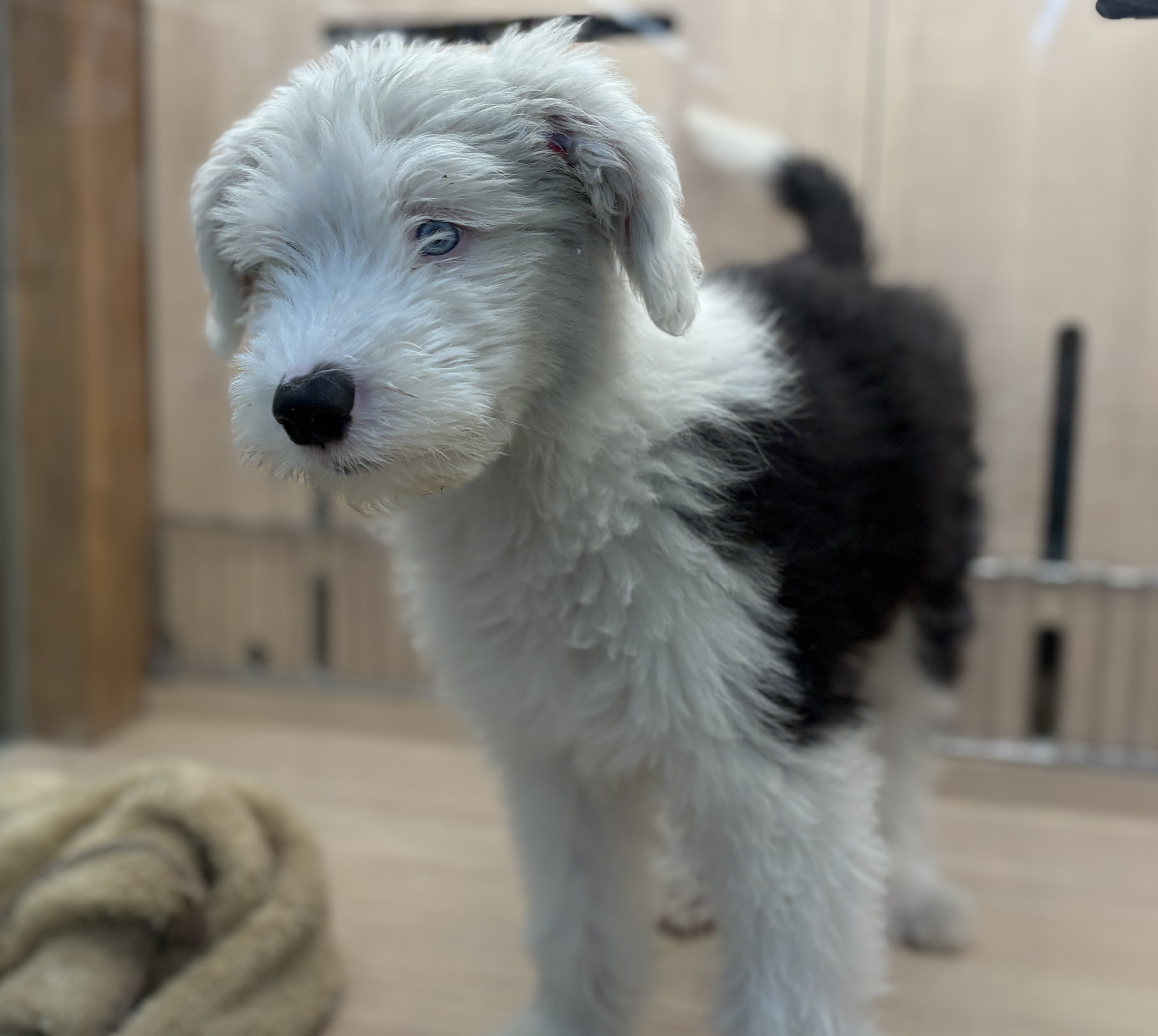 千葉県のオールドイングリッシュシープドッグ (ペッツワン八街店/2025年11月8日生まれ/男の子/グレーホワイト)の子犬の2枚目の画像