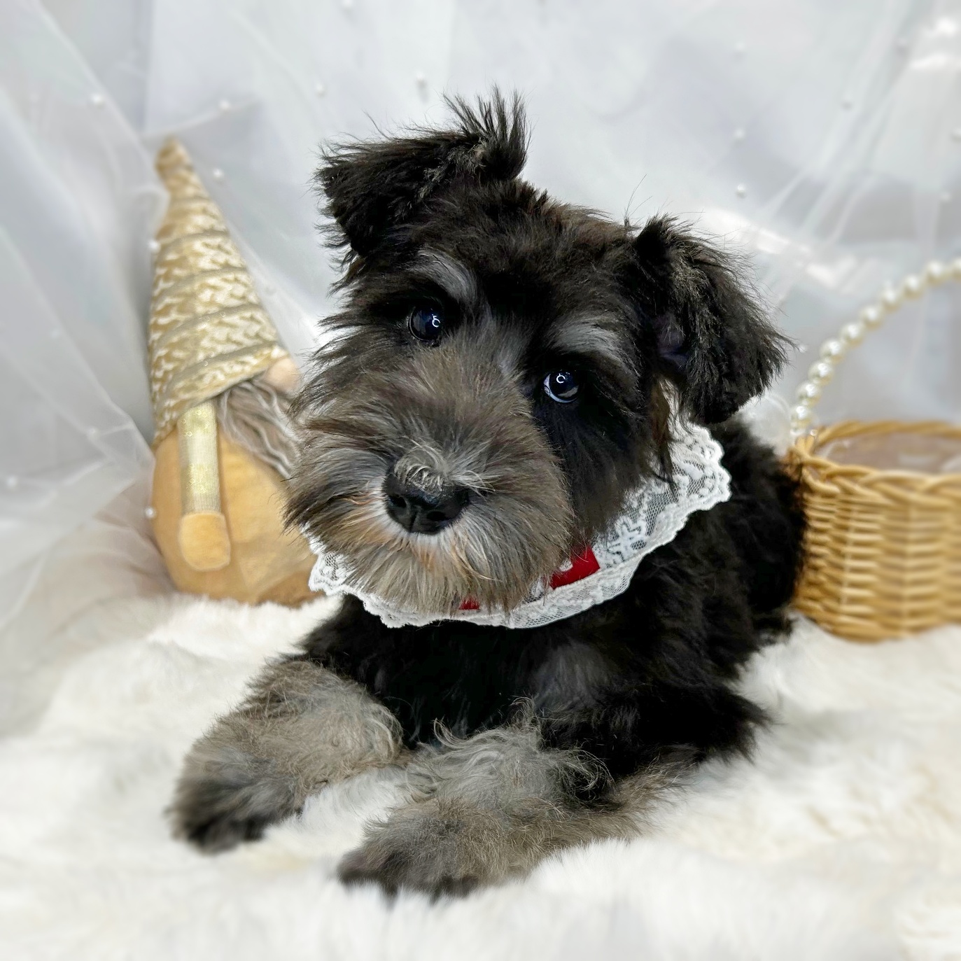 滋賀県のミニチュアシュナウザー (ペッツワン堅田店/2025年10月4日生まれ/男の子/ブラックシルバー)の子犬の3枚目の画像