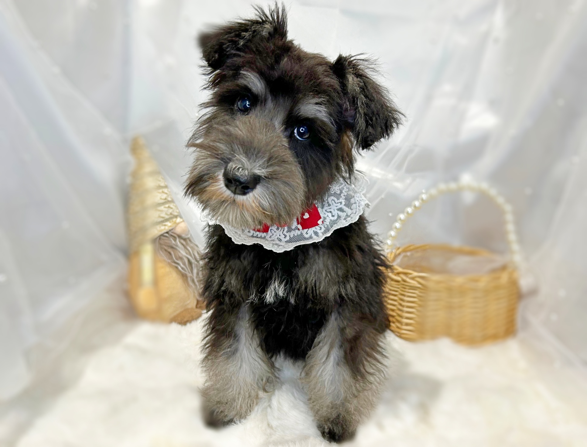 滋賀県のミニチュアシュナウザー (ペッツワン堅田店/2025年10月4日生まれ/男の子/ブラックシルバー)の子犬の1枚目の画像