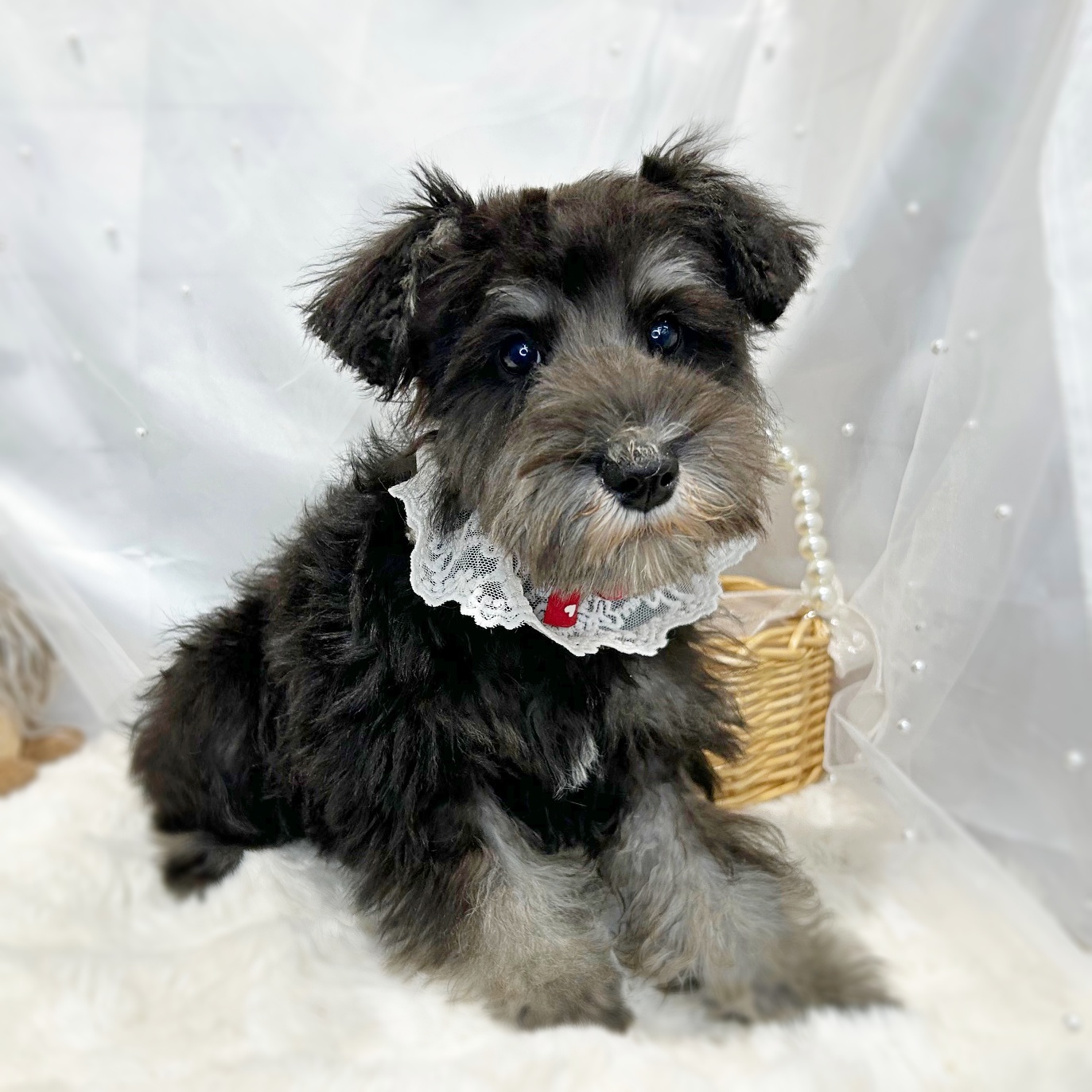 滋賀県のミニチュアシュナウザー (ペッツワン堅田店/2025年10月4日生まれ/男の子/ブラックシルバー)の子犬の2枚目の画像