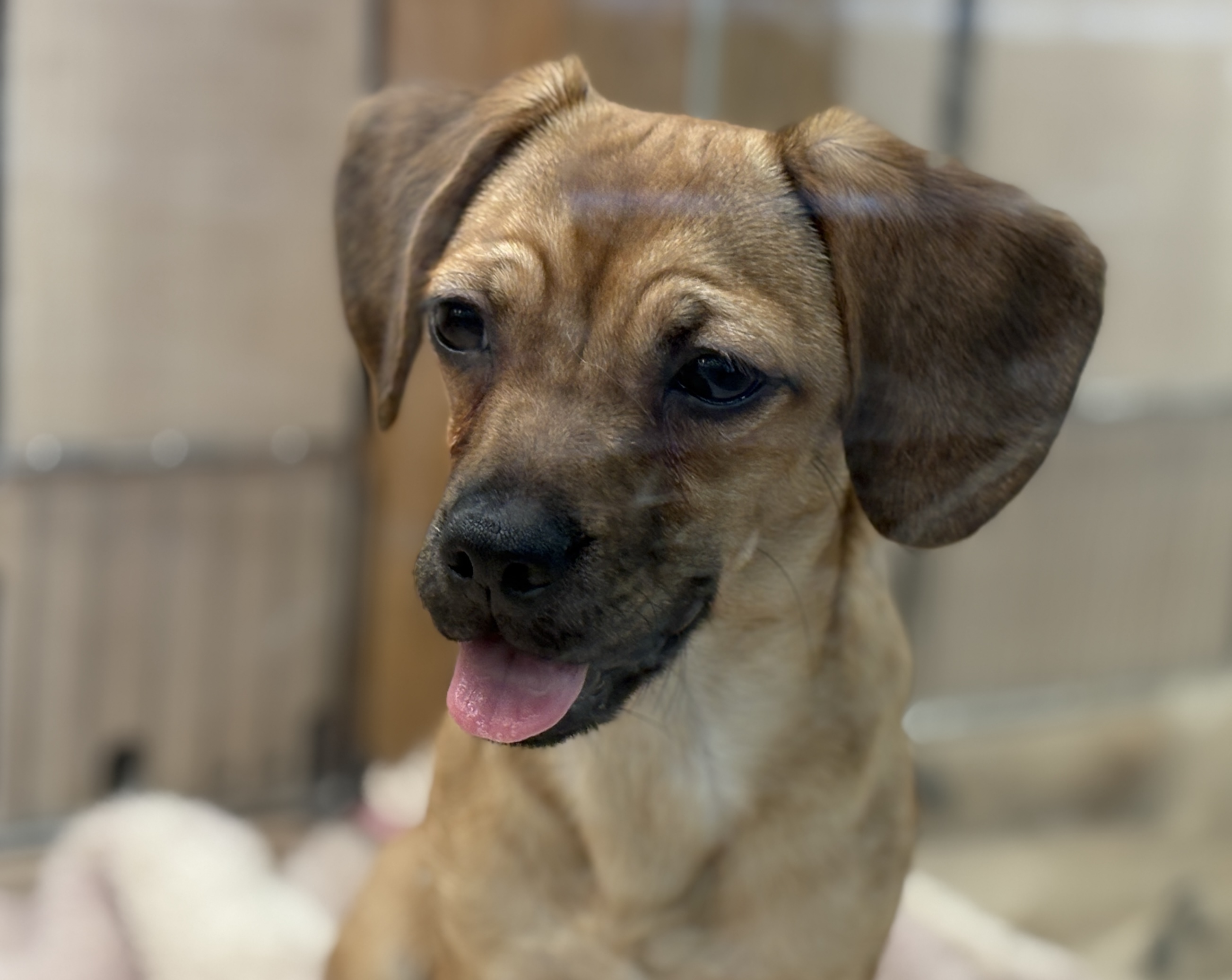 千葉県のハーフ犬・ミックス犬 (ペッツワン八街店/2025年7月27日生まれ/女の子/レッド)の子犬