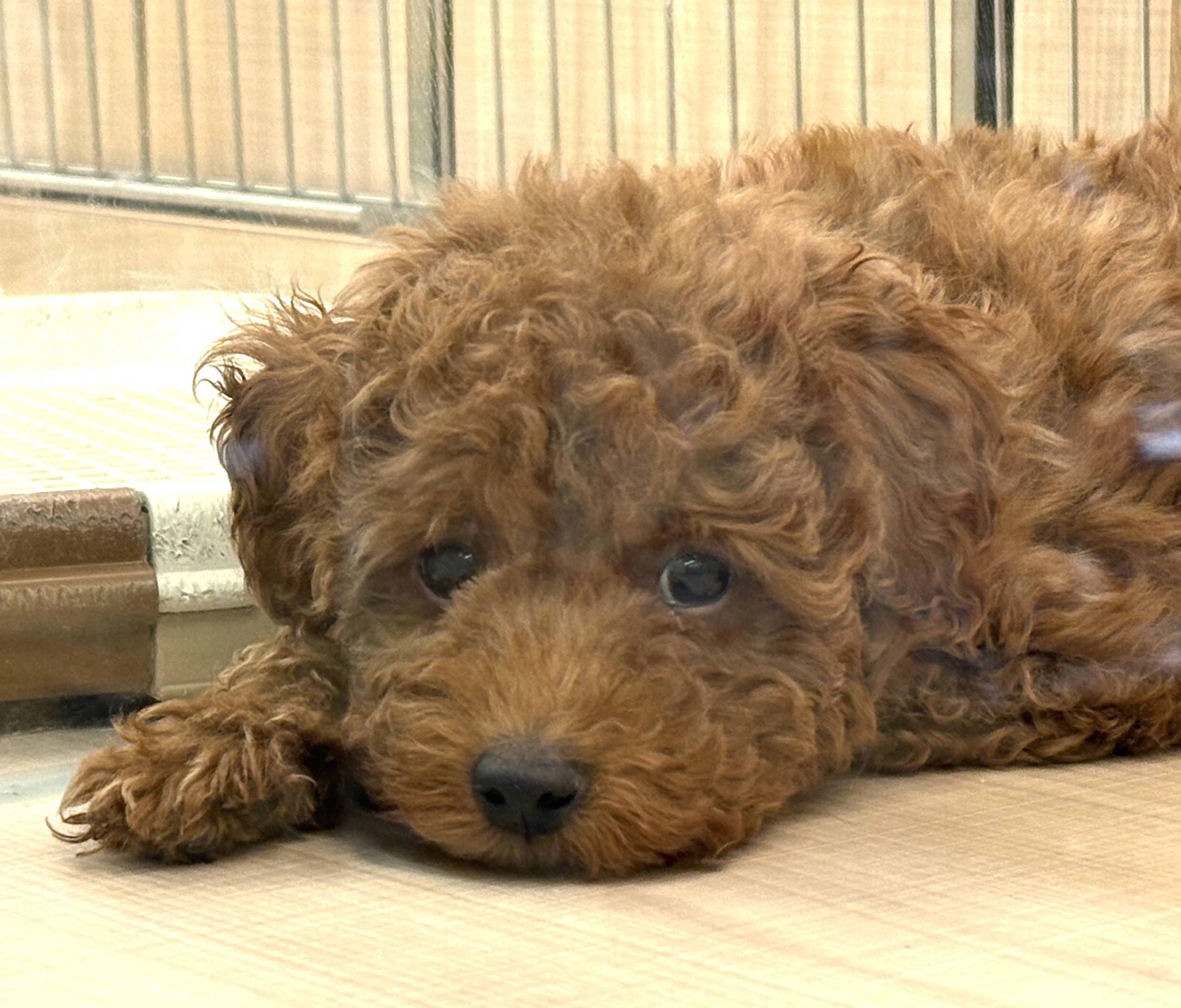 千葉県のトイプードル(トイ) (ペッツワン八街店/2025年12月4日生まれ/男の子/レッド)の子犬