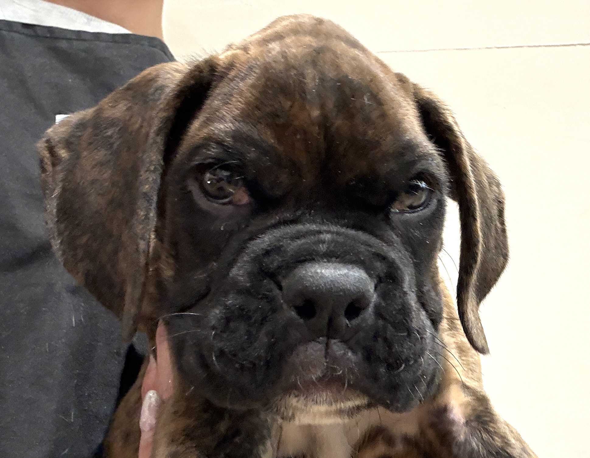 千葉県のボクサー (ペッツワン八街店/2025年11月29日生まれ/男の子/ブリンドル)の子犬の1枚目の画像