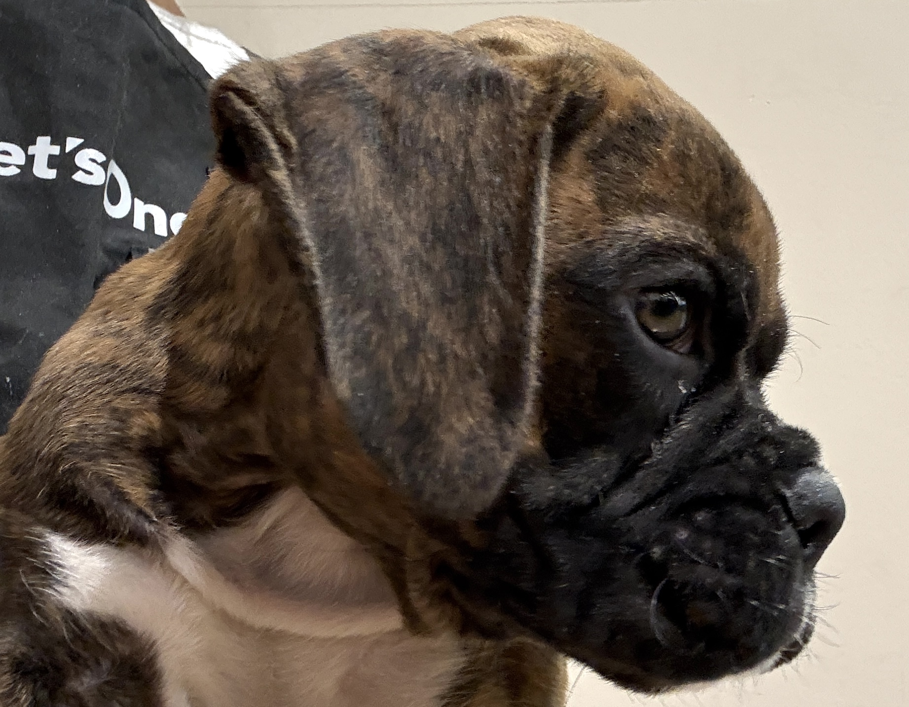 千葉県のボクサー (ペッツワン八街店/2025年11月29日生まれ/男の子/ブリンドル)の子犬の2枚目の画像