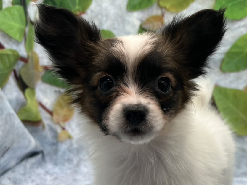 埼玉県のパピヨン (ペッツワン北本店/2025年12月3日生まれ/女の子/ホワイトブラウン)の子犬