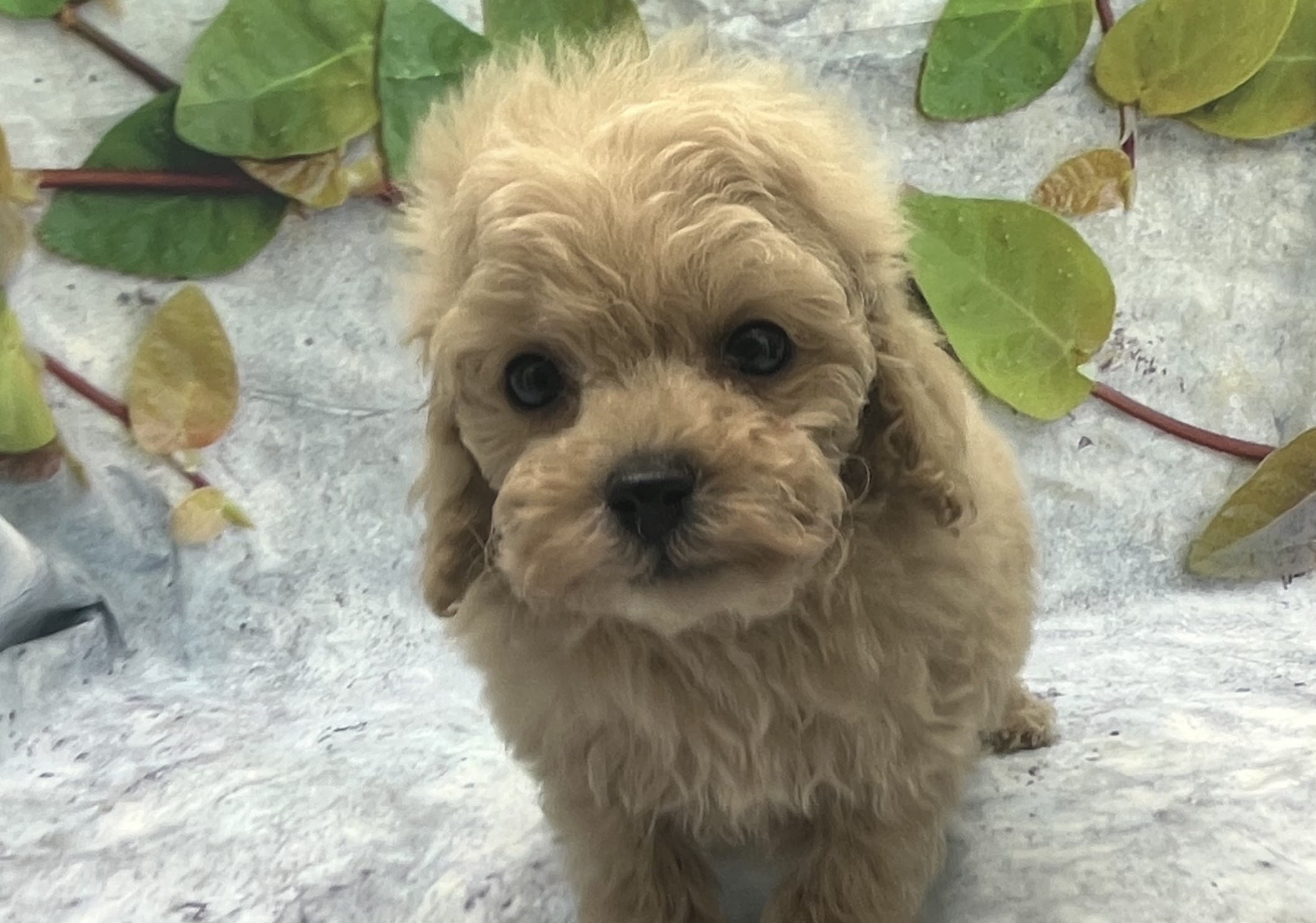 埼玉県のトイプードル(トイ) (ペッツワン北本店/2025年12月6日生まれ/男の子/アプリコット)の子犬