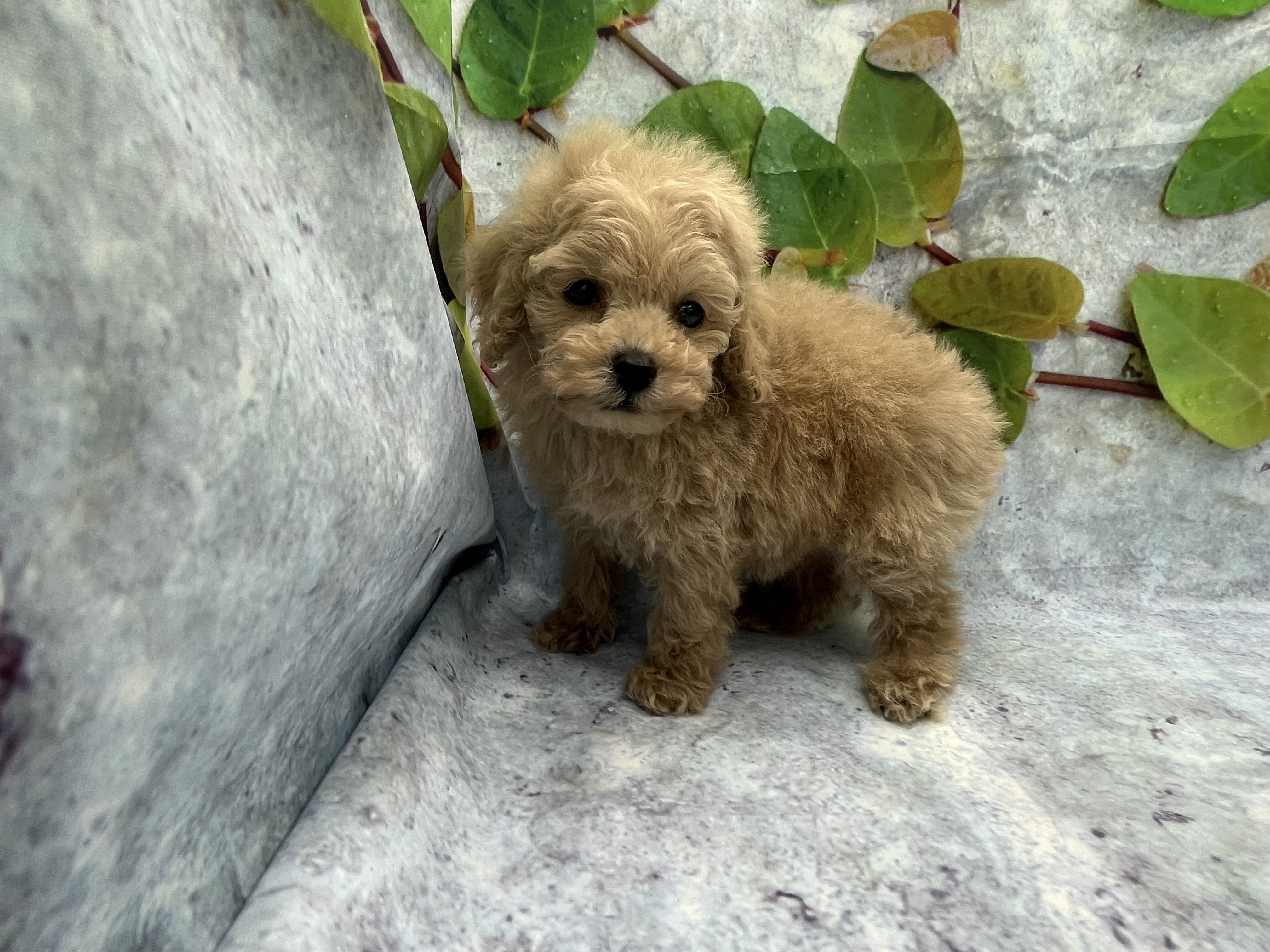 埼玉県のトイプードル(トイ) (ペッツワン北本店/2025年12月6日生まれ/男の子/アプリコット)の子犬の3枚目の画像