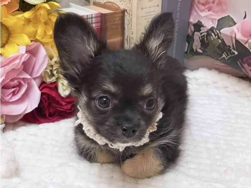 愛知県のチワワ(ロング) (ペッツワン豊田四郷店/2025年10月4日生まれ/男の子/ブラックタンホワイト)の子犬の2枚目の画像