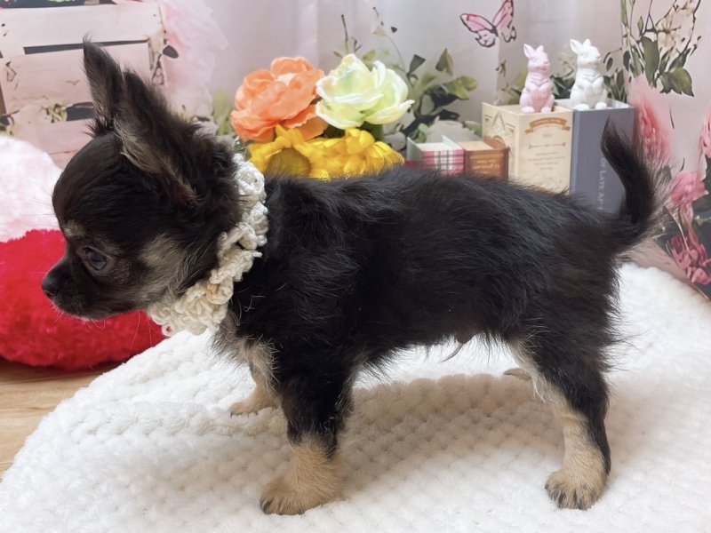 愛知県のチワワ(ロング) (ペッツワン豊田四郷店/2025年10月4日生まれ/男の子/ブラックタンホワイト)の子犬の3枚目の画像