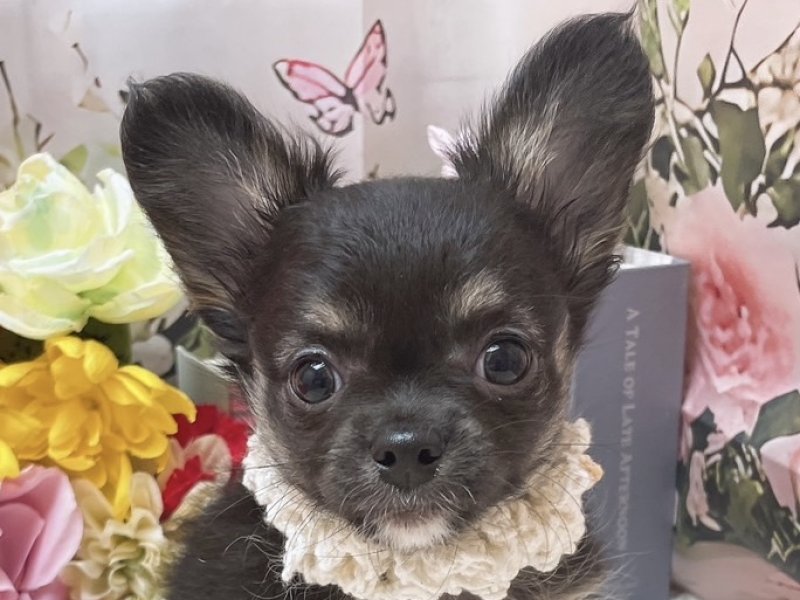 愛知県のチワワ(ロング) (ペッツワン豊田四郷店/2025年10月4日生まれ/男の子/ブラックタンホワイト)の子犬の1枚目の画像