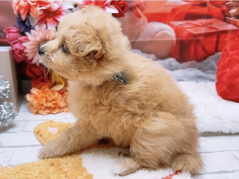 愛知県のハーフ犬・ミックス犬 (ペッツワン豊田四郷店/2025年10月3日生まれ/男の子/クリーム)の子犬の3枚目の画像