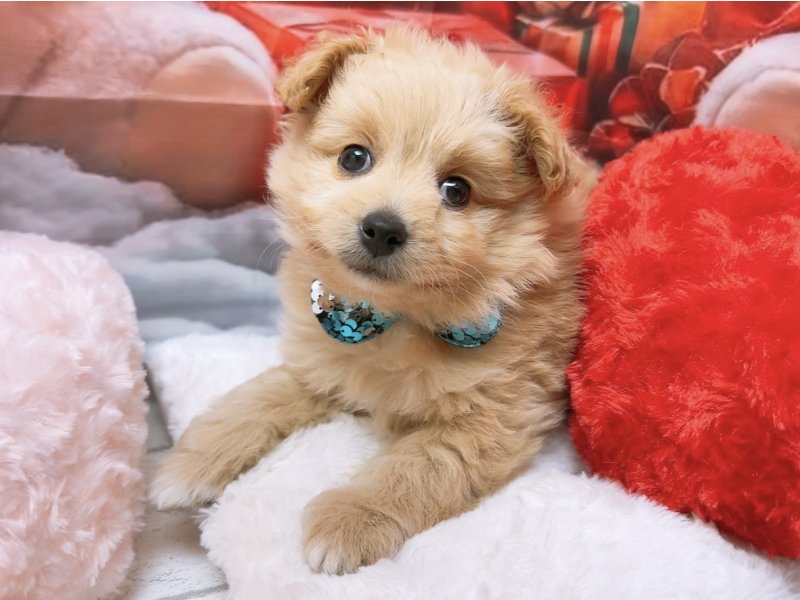 愛知県のハーフ犬・ミックス犬 (ペッツワン豊田四郷店/2025年10月3日生まれ/男の子/クリーム)の子犬の2枚目の画像