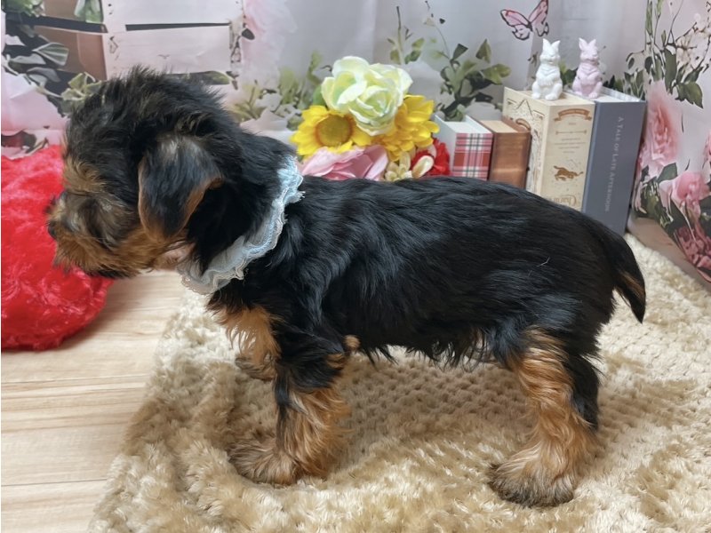 愛知県のヨークシャーテリア (ペッツワン豊田四郷店/2025年10月17日生まれ/男の子/スチールブルータン)の子犬の3枚目の画像