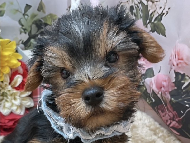 愛知県のヨークシャーテリア (ペッツワン豊田四郷店/2025年10月17日生まれ/男の子/スチールブルータン)の子犬の1枚目の画像