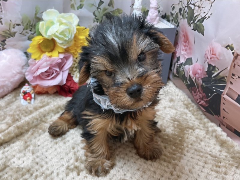 愛知県のヨークシャーテリア (ペッツワン豊田四郷店/2025年10月17日生まれ/男の子/スチールブルータン)の子犬の2枚目の画像
