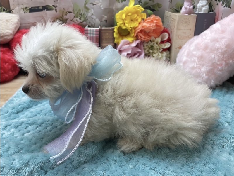 愛知県のハーフ犬・ミックス犬 (ペッツワン豊田四郷店/2025年11月8日生まれ/男の子/クリーム)の子犬の3枚目の画像