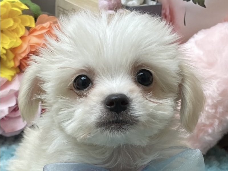 愛知県のハーフ犬・ミックス犬 (ペッツワン豊田四郷店/2025年11月8日生まれ/男の子/クリーム)の子犬の1枚目の画像