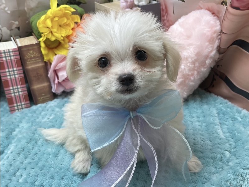 愛知県のハーフ犬・ミックス犬 (ペッツワン豊田四郷店/2025年11月8日生まれ/男の子/クリーム)の子犬の2枚目の画像